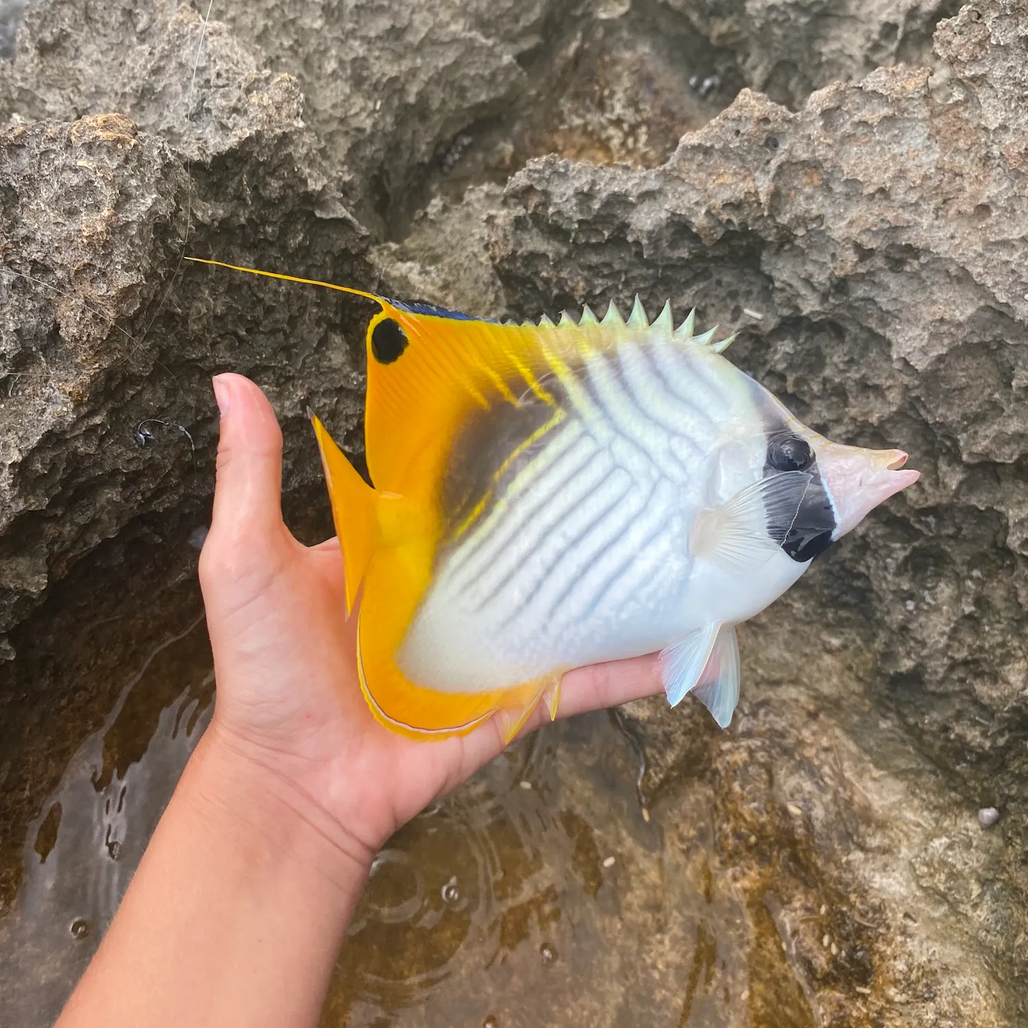 The most recent Threadfin butterflyfish catches on Fishbrain