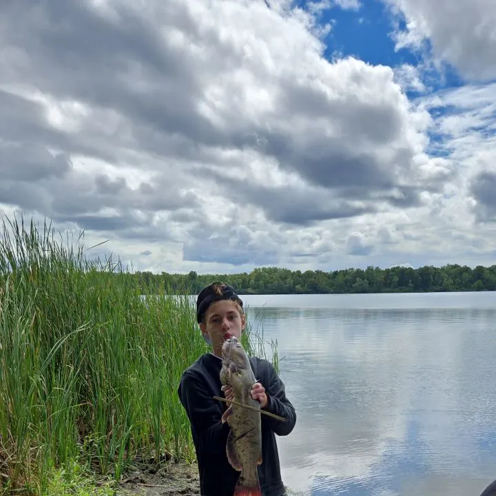 Channel catfish caught on Fishbrain