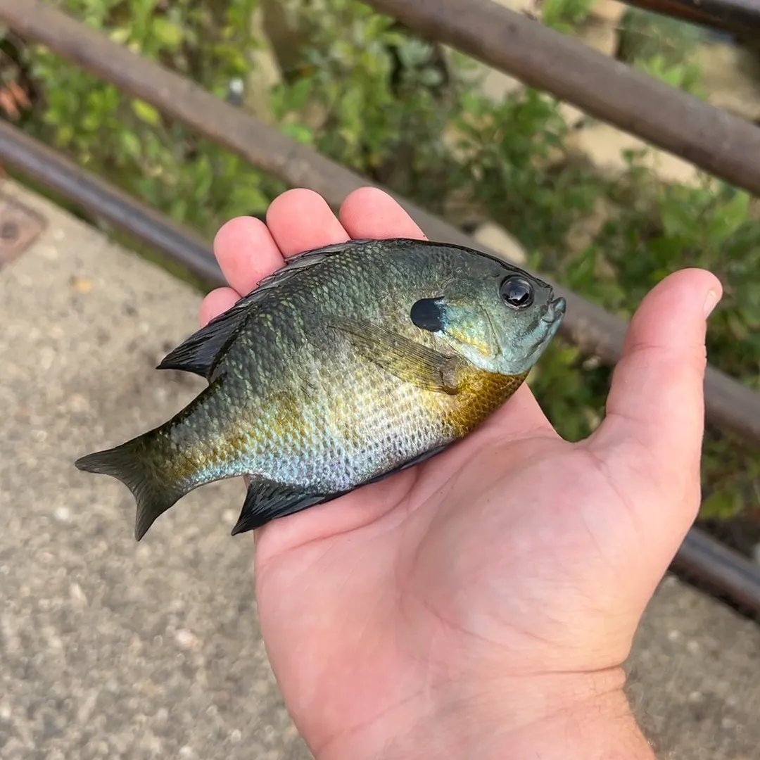 Bluegill caught on Fishbrain