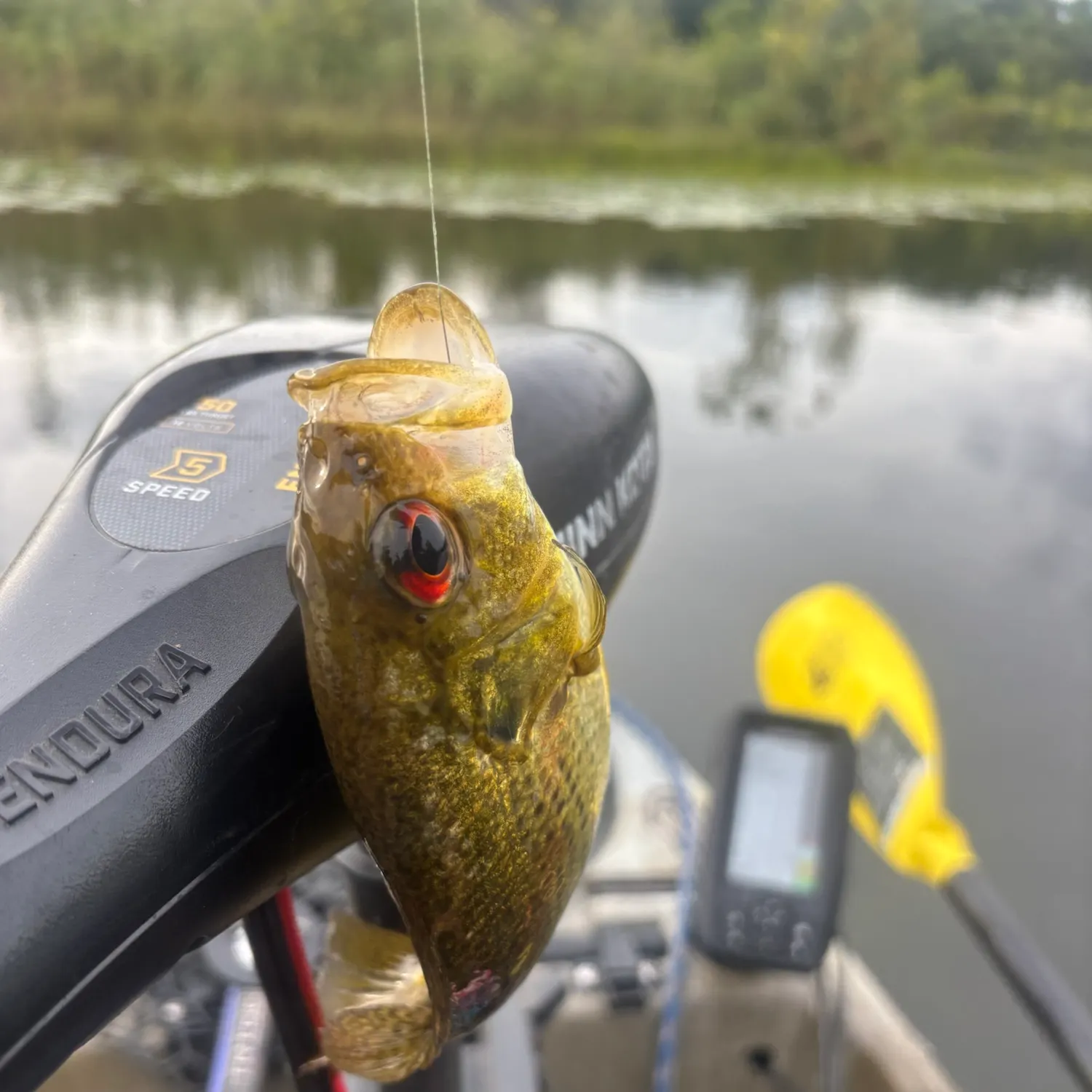 Rock bass caught on Fishbrain