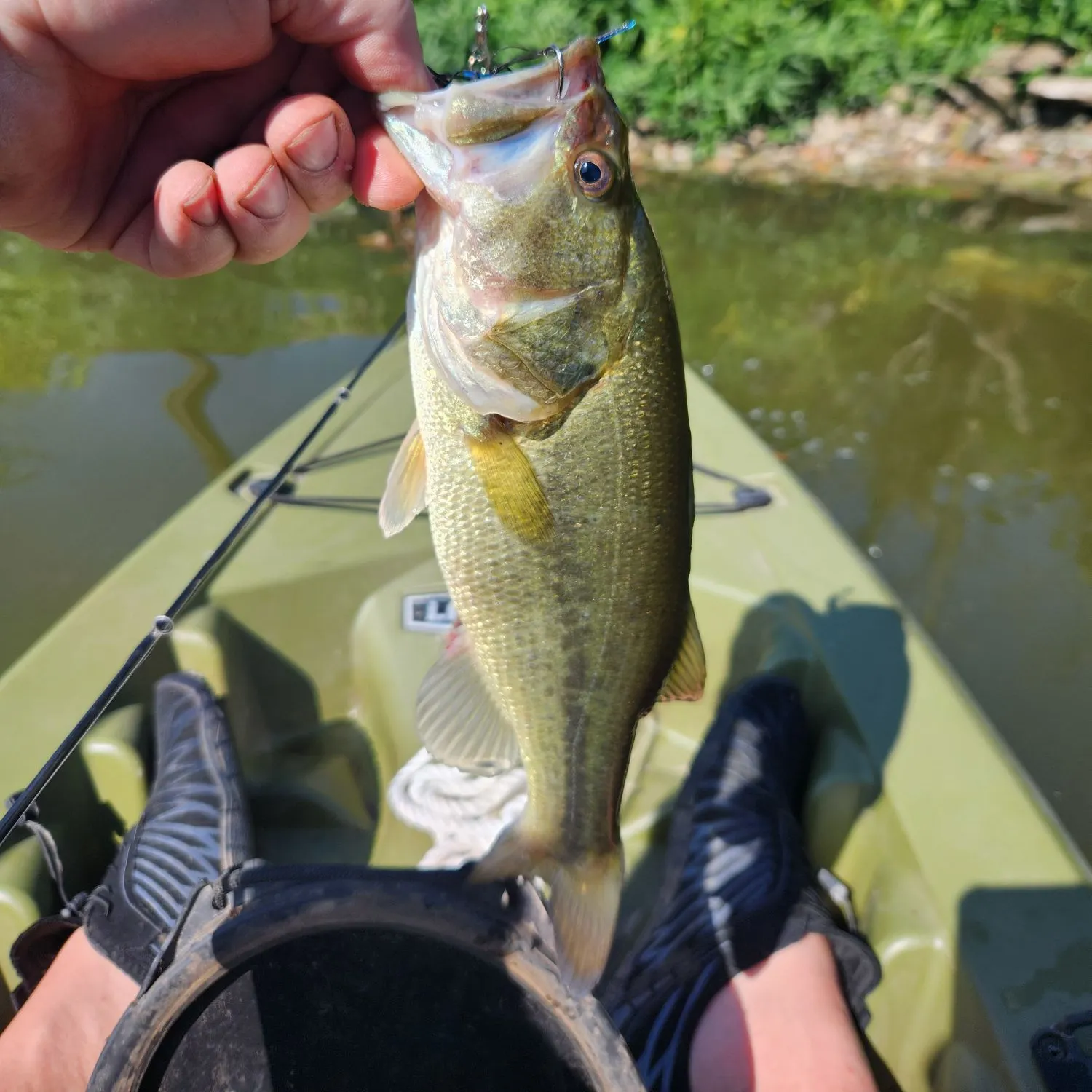 Largemouth bass caught on Fishbrain