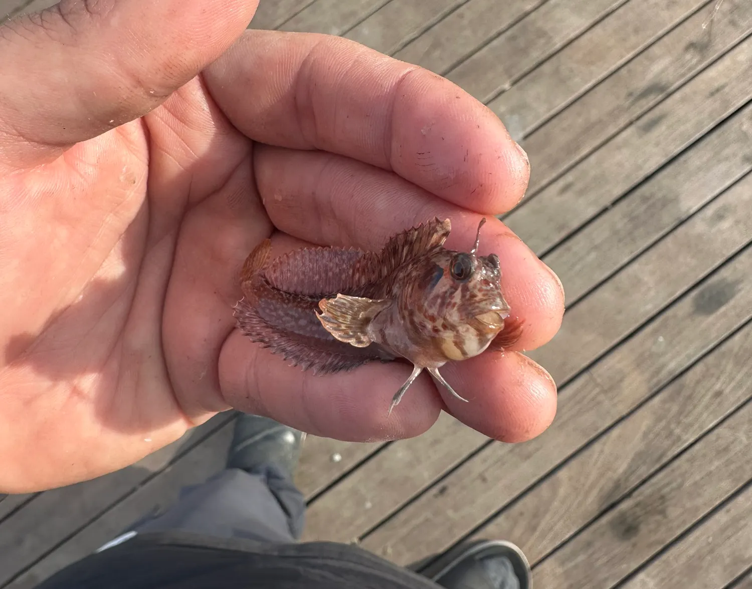 Giant kelpfish