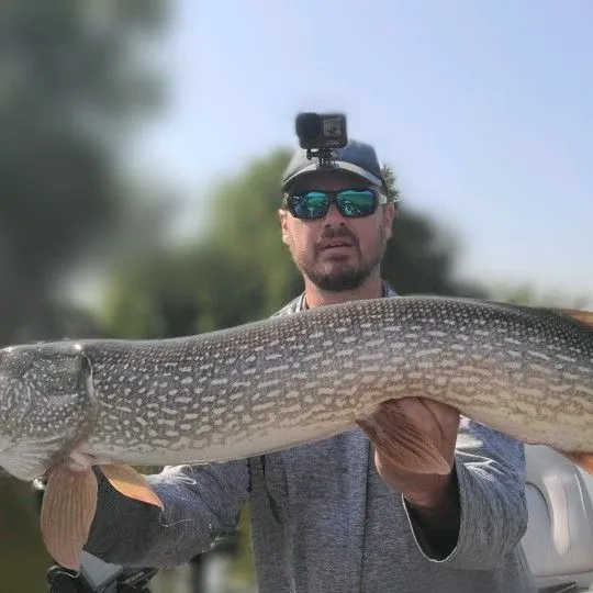 Northern pike caught on Fishbrain