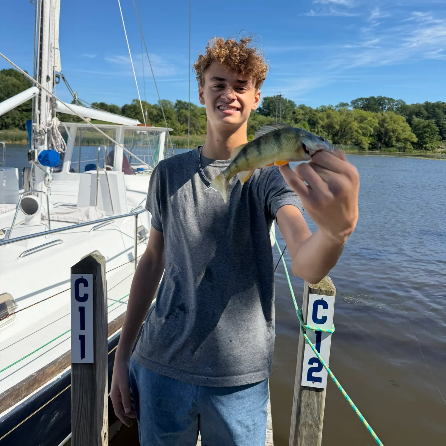Yellow perch caught on Fishbrain