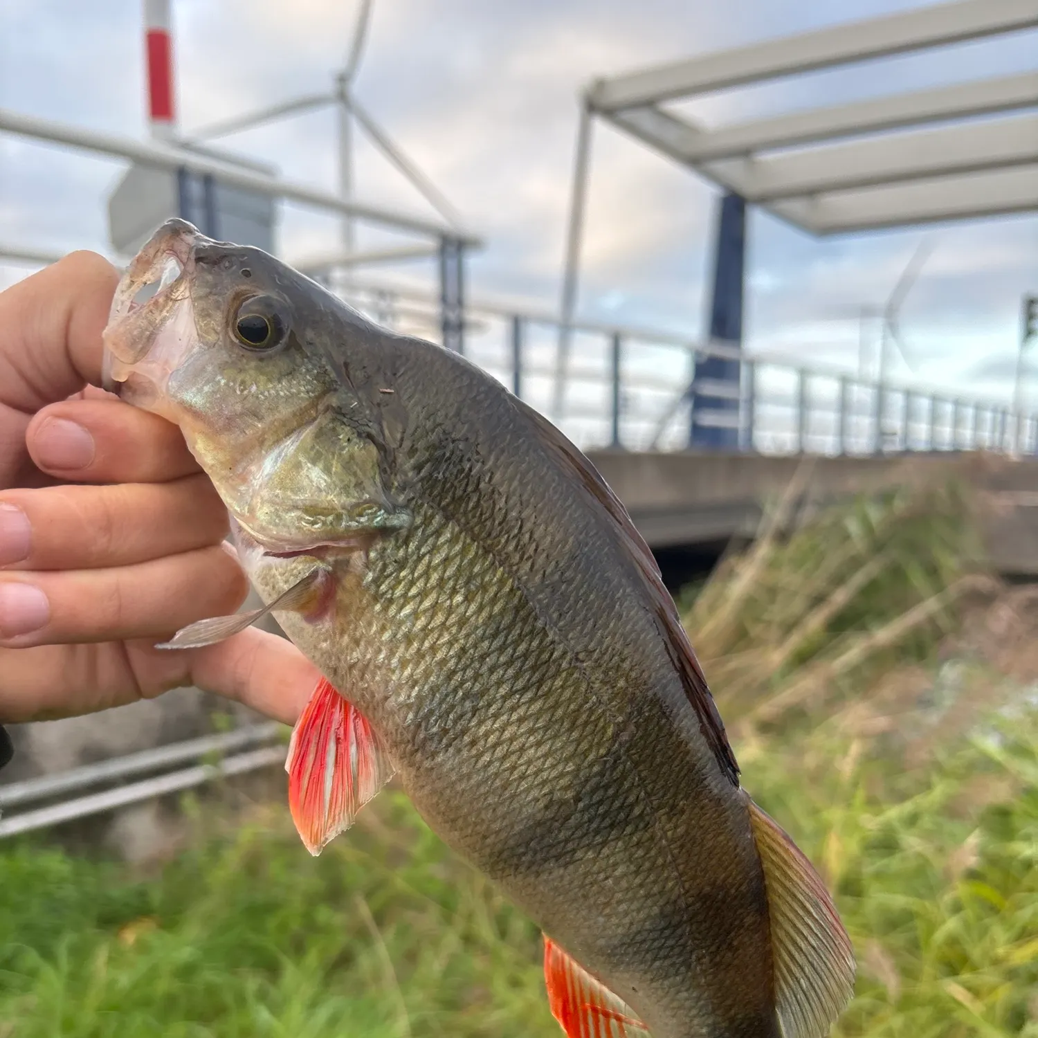 European perch caught on Fishbrain