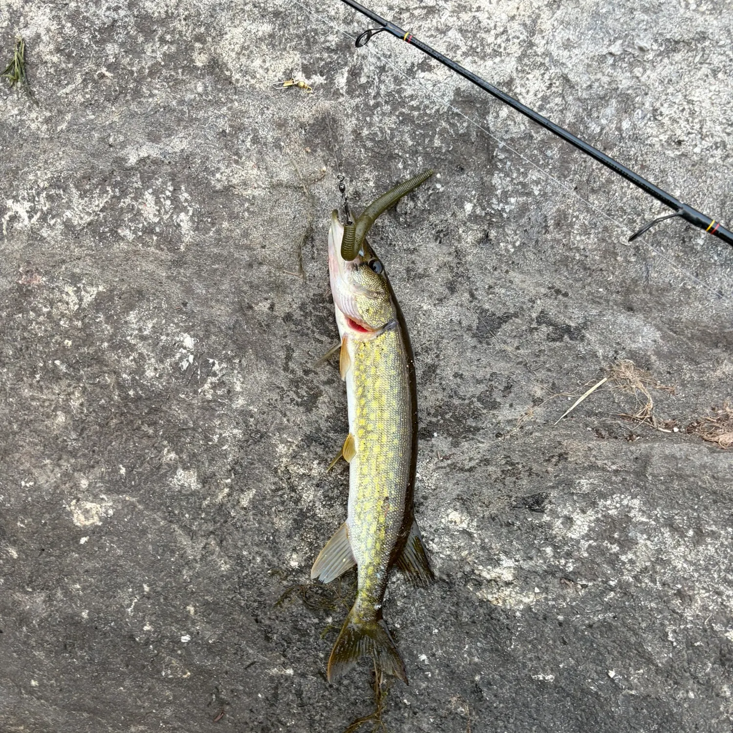 Chain pickerel caught on Fishbrain