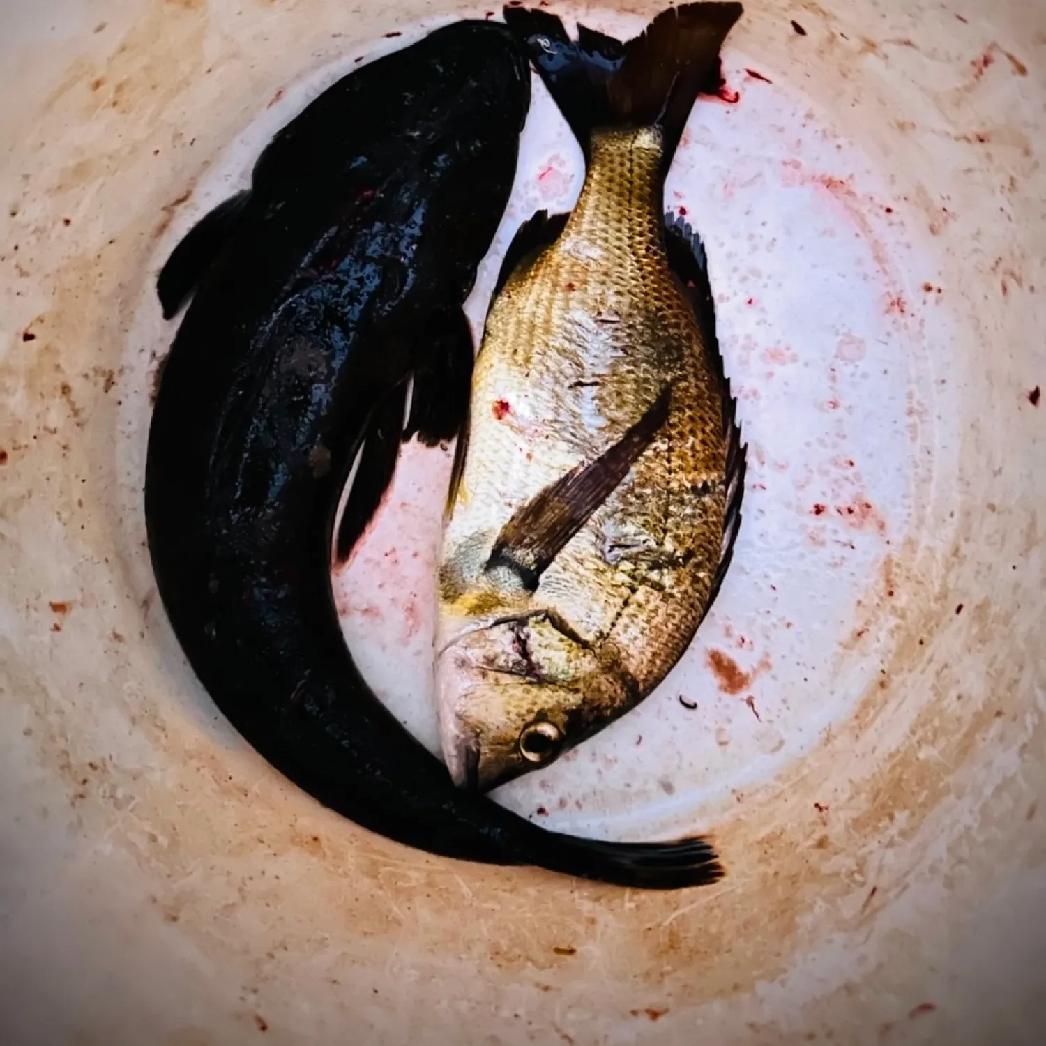 Dusky flathead caught on Fishbrain