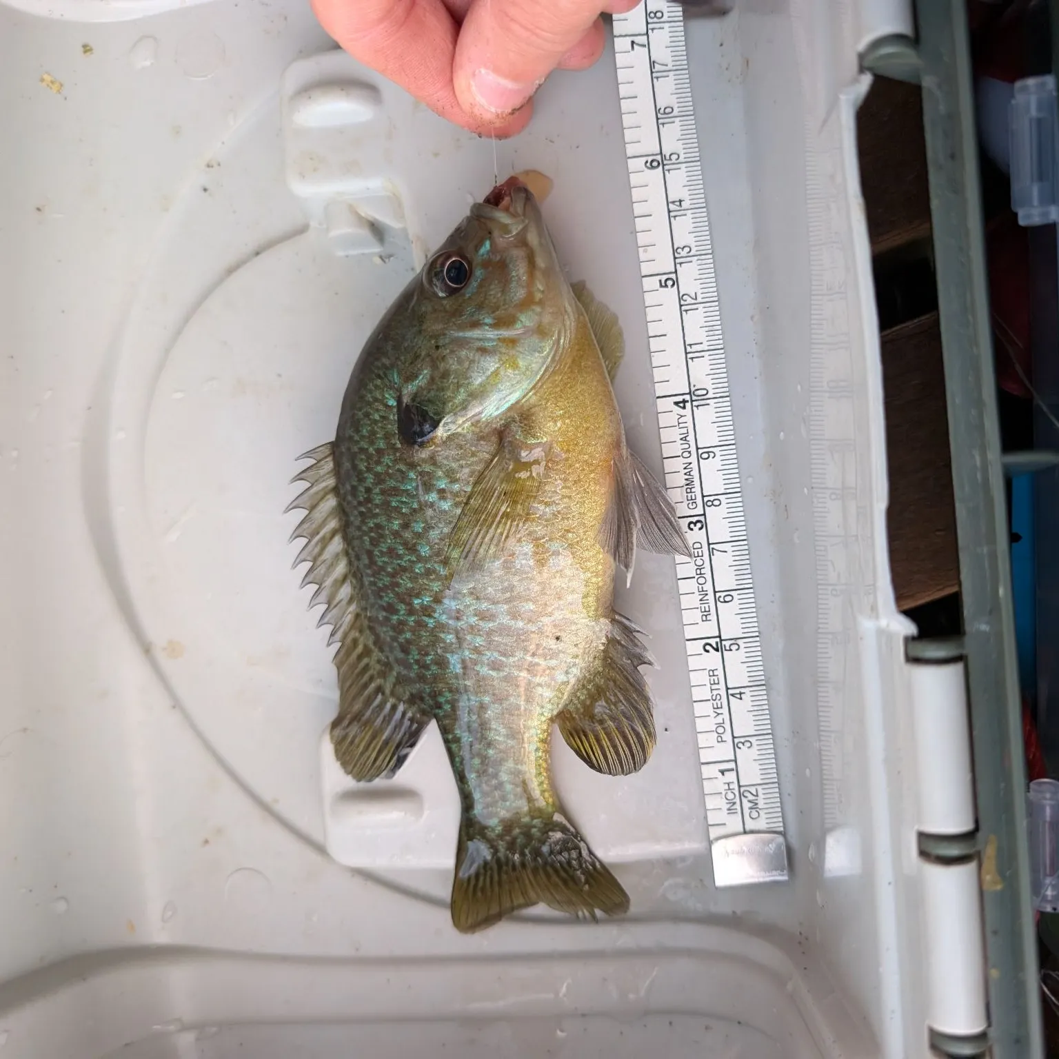 Greengill hybrid caught on Fishbrain