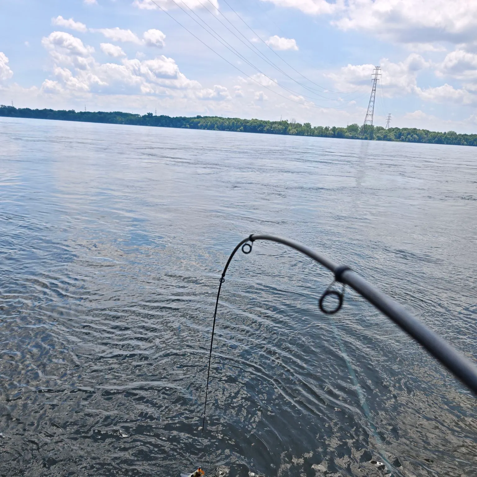 The most recent American shad catches on Fishbrain