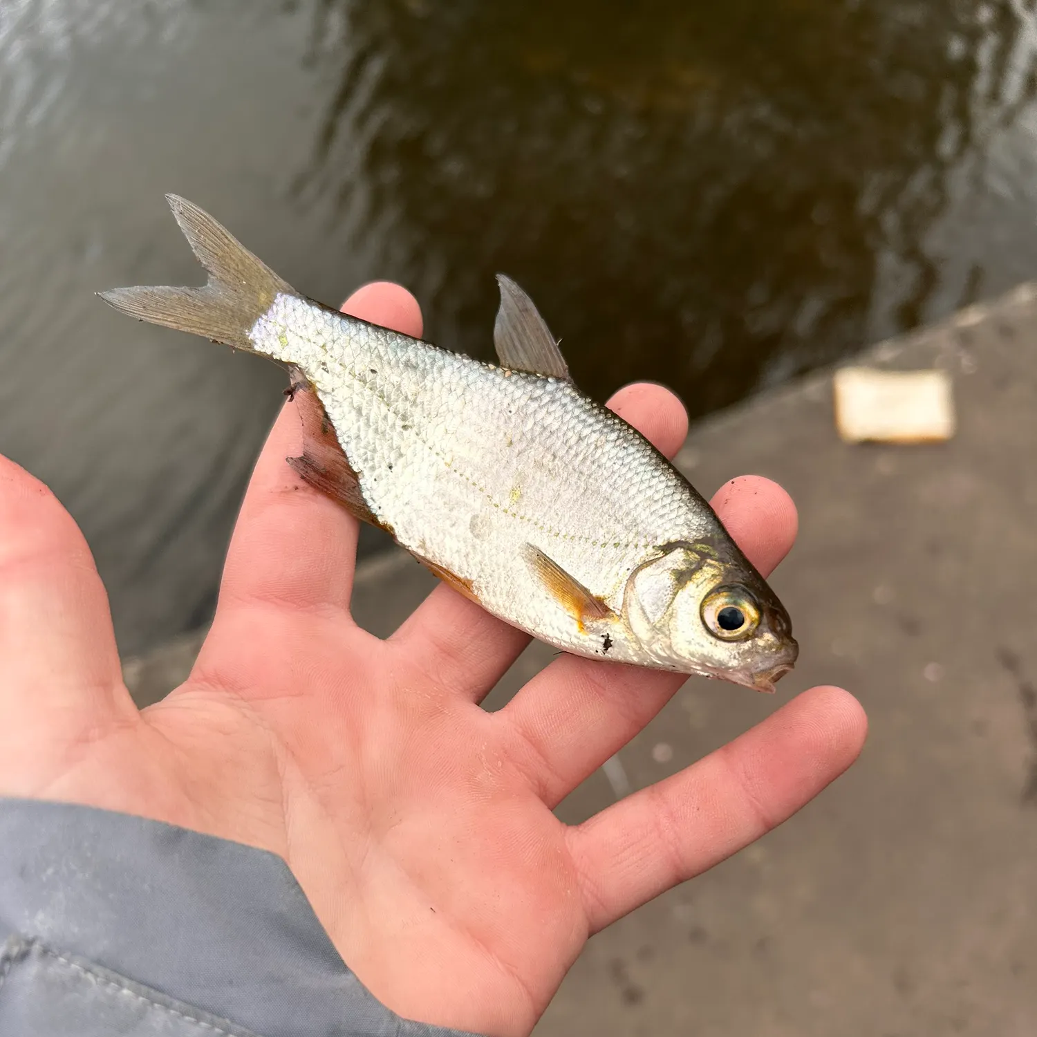 Common bream caught on Fishbrain