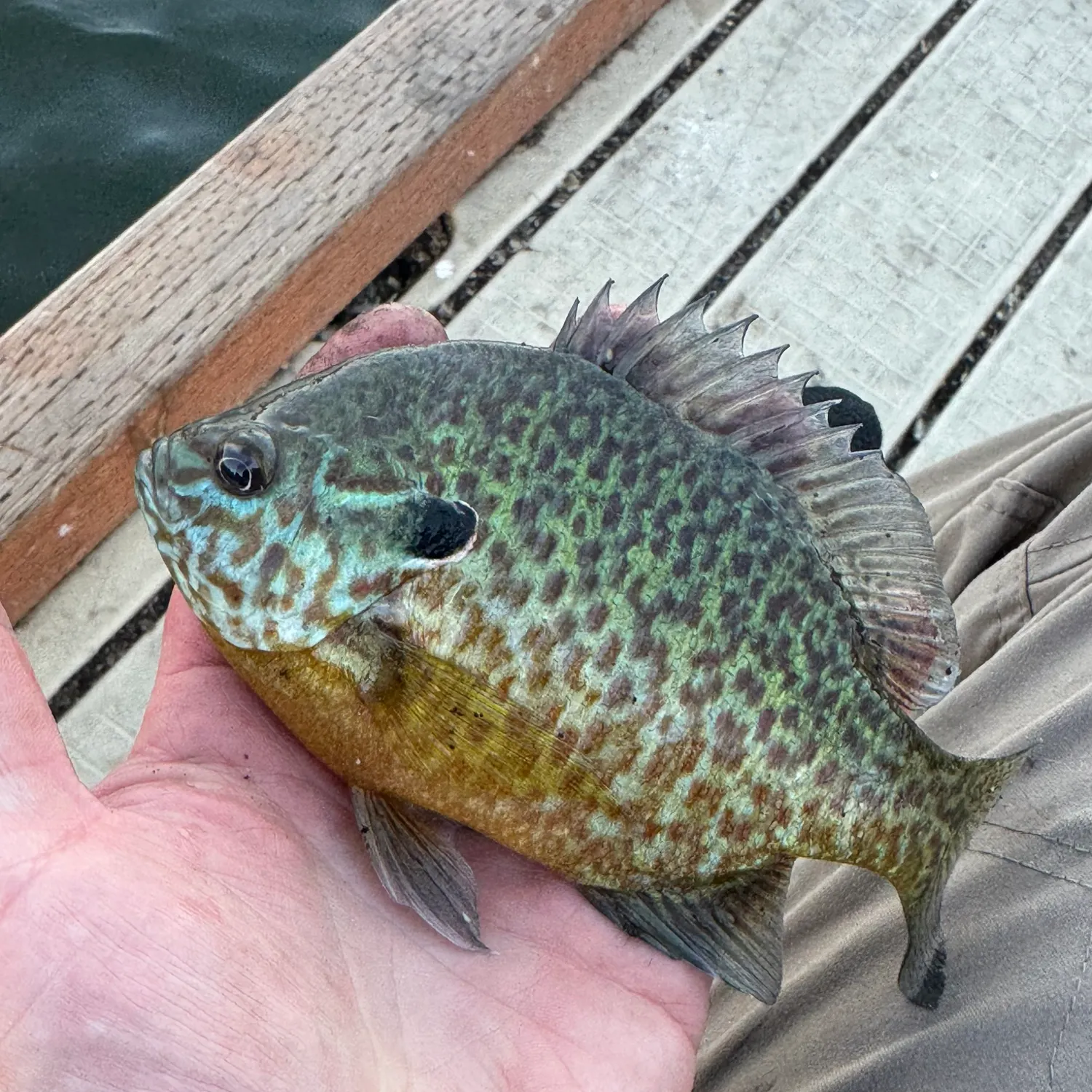 Pumpkinseed caught on Fishbrain