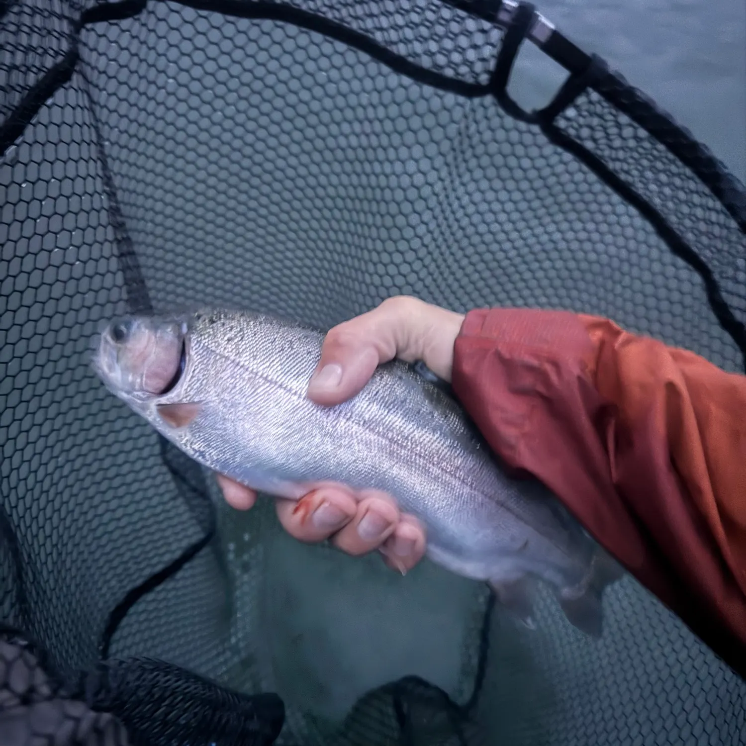 Rainbow trout caught on Fishbrain