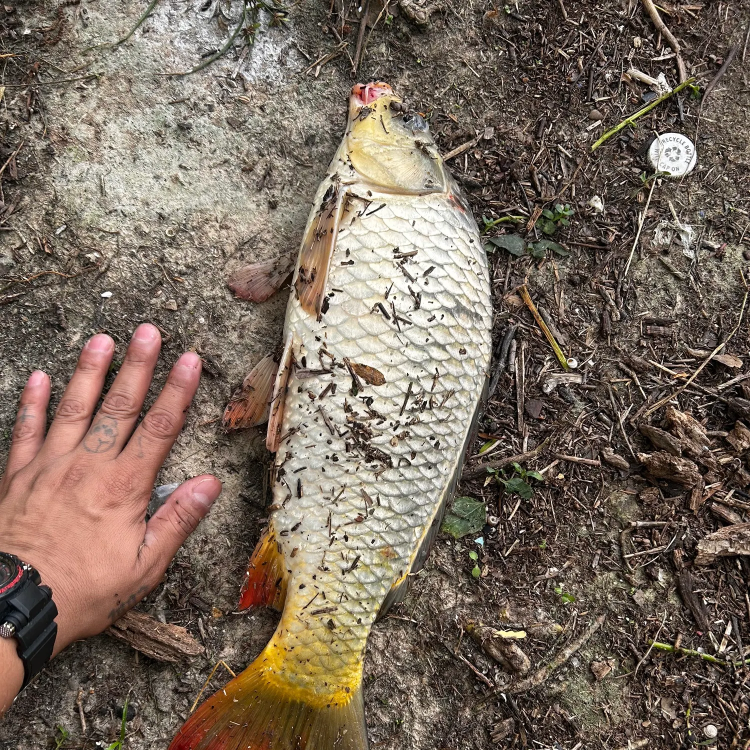 recently logged catches