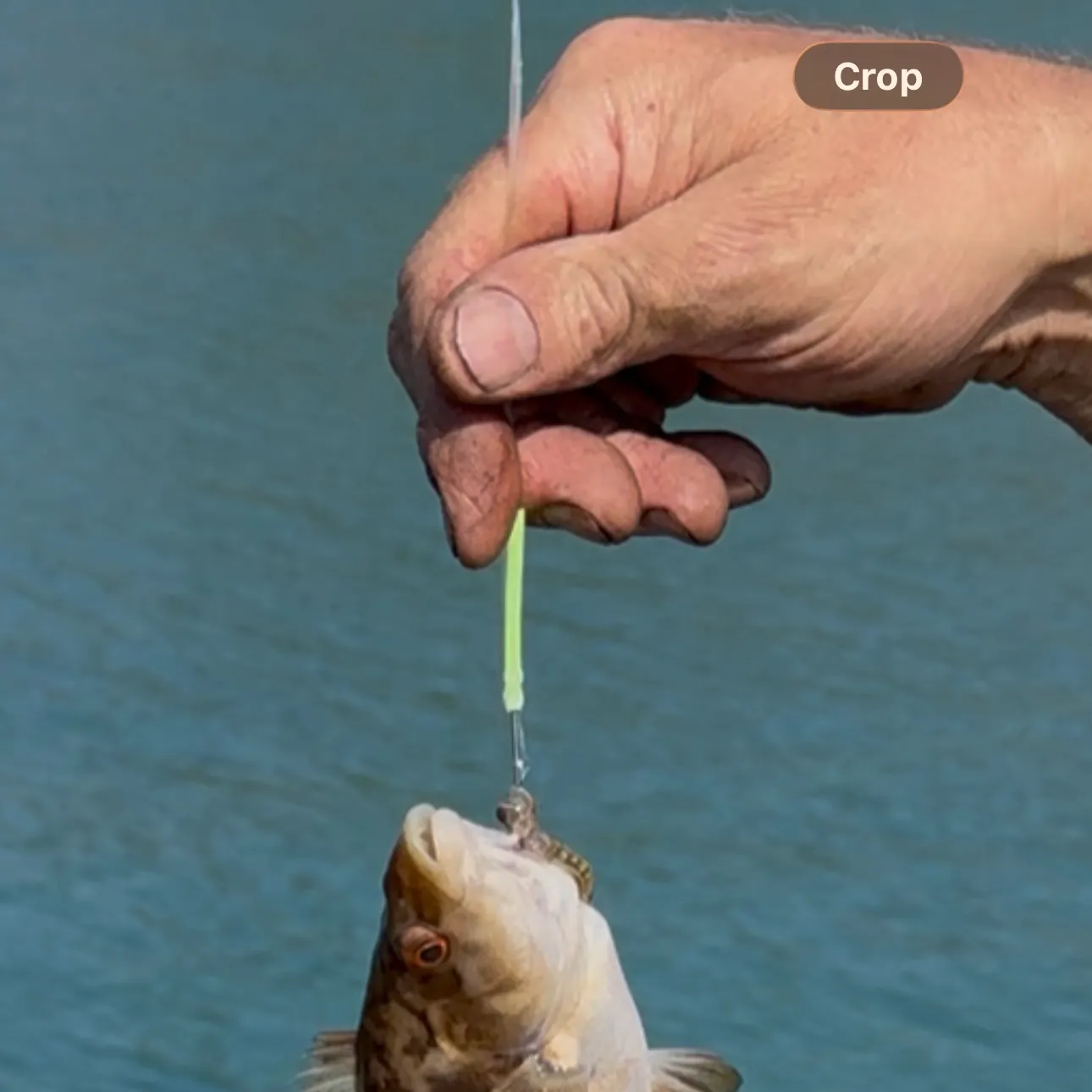 The most recent Ballan wrasse catches on Fishbrain