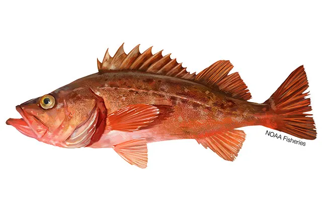 Bocaccio rockfish