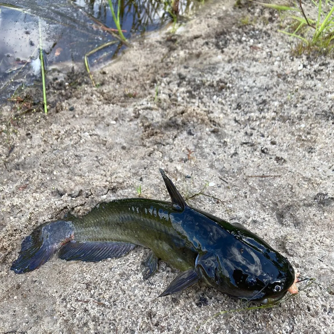 The most recent Black bullhead catches on Fishbrain