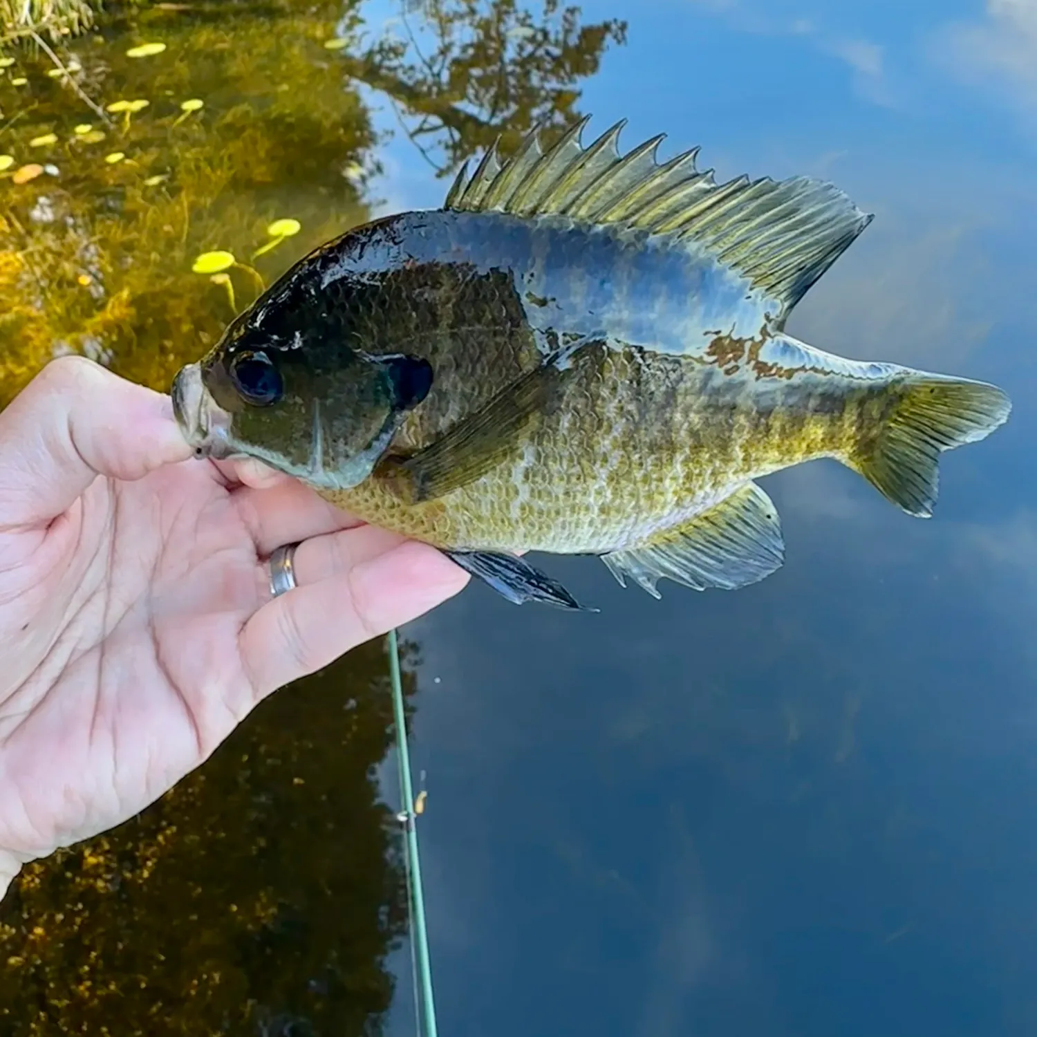Bluegill caught on Fishbrain