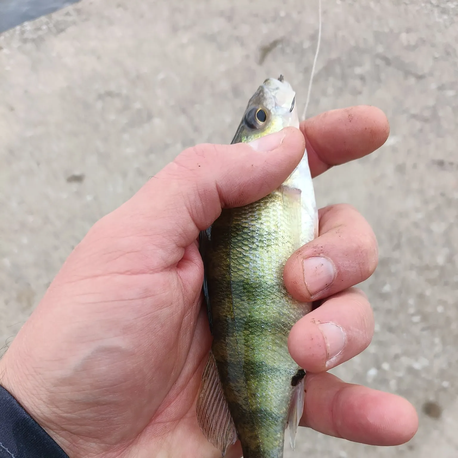 Yellow perch caught on Fishbrain