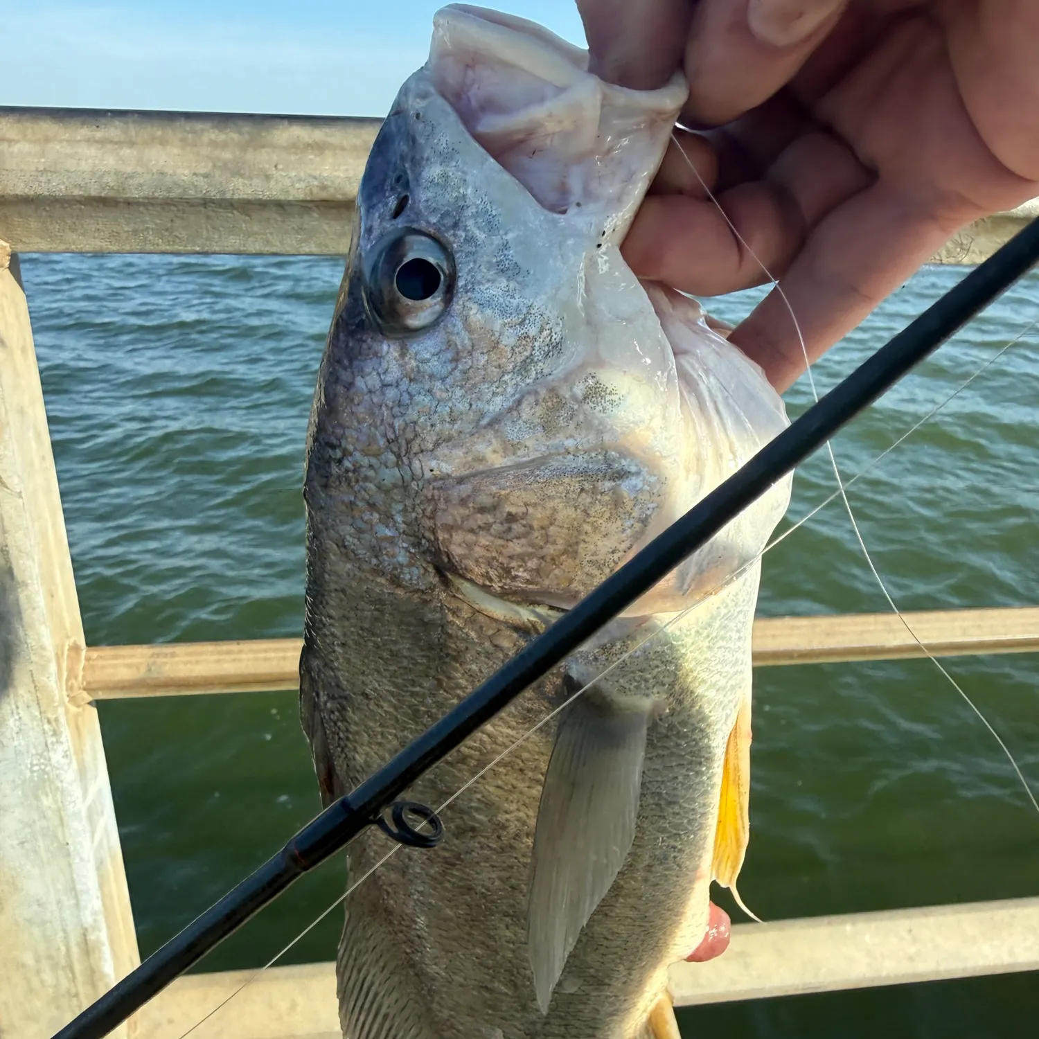 The most recent Freshwater drum catches on Fishbrain