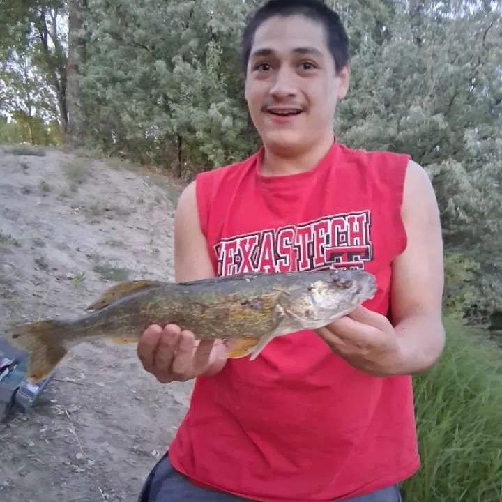Walleye caught on Fishbrain
