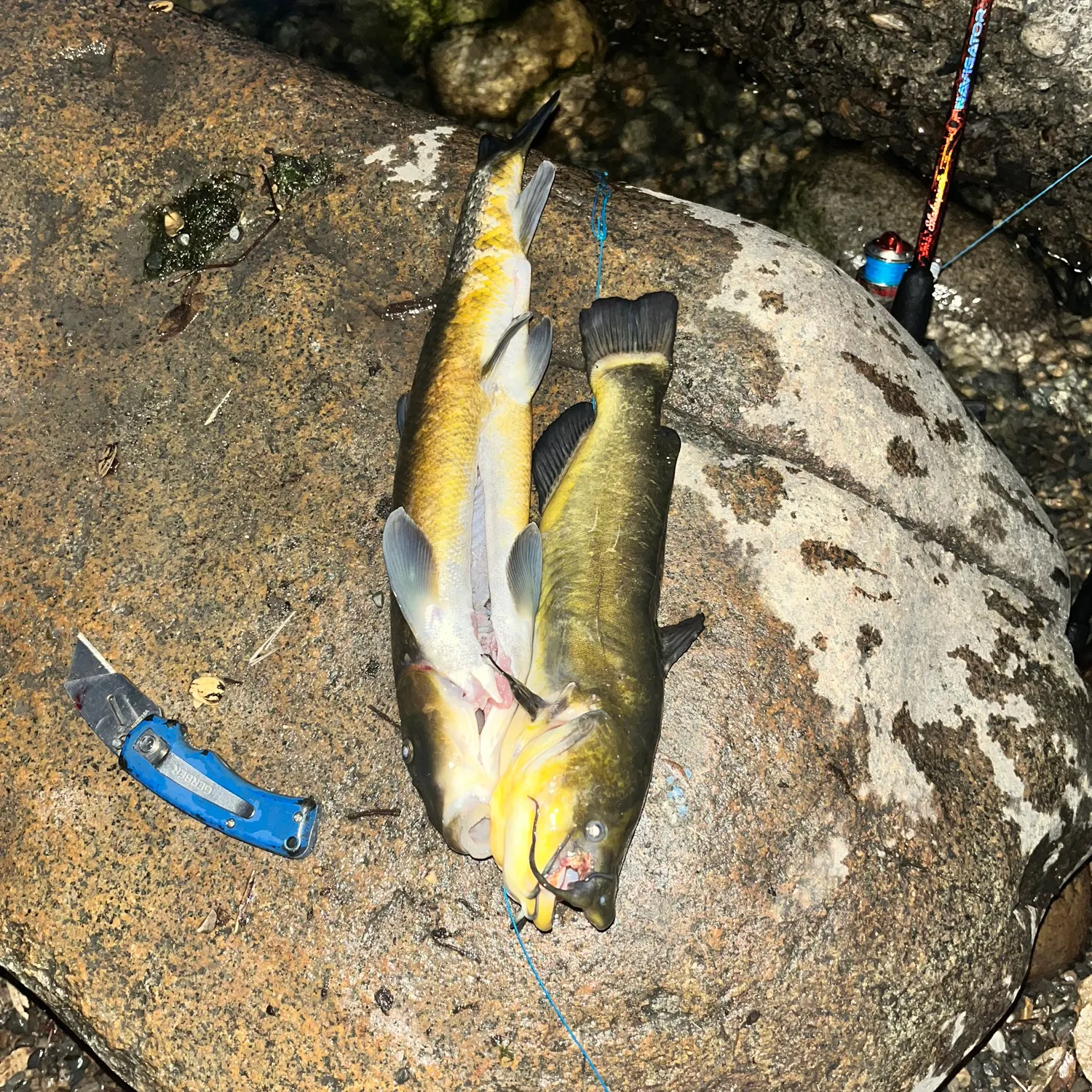 recently logged catches