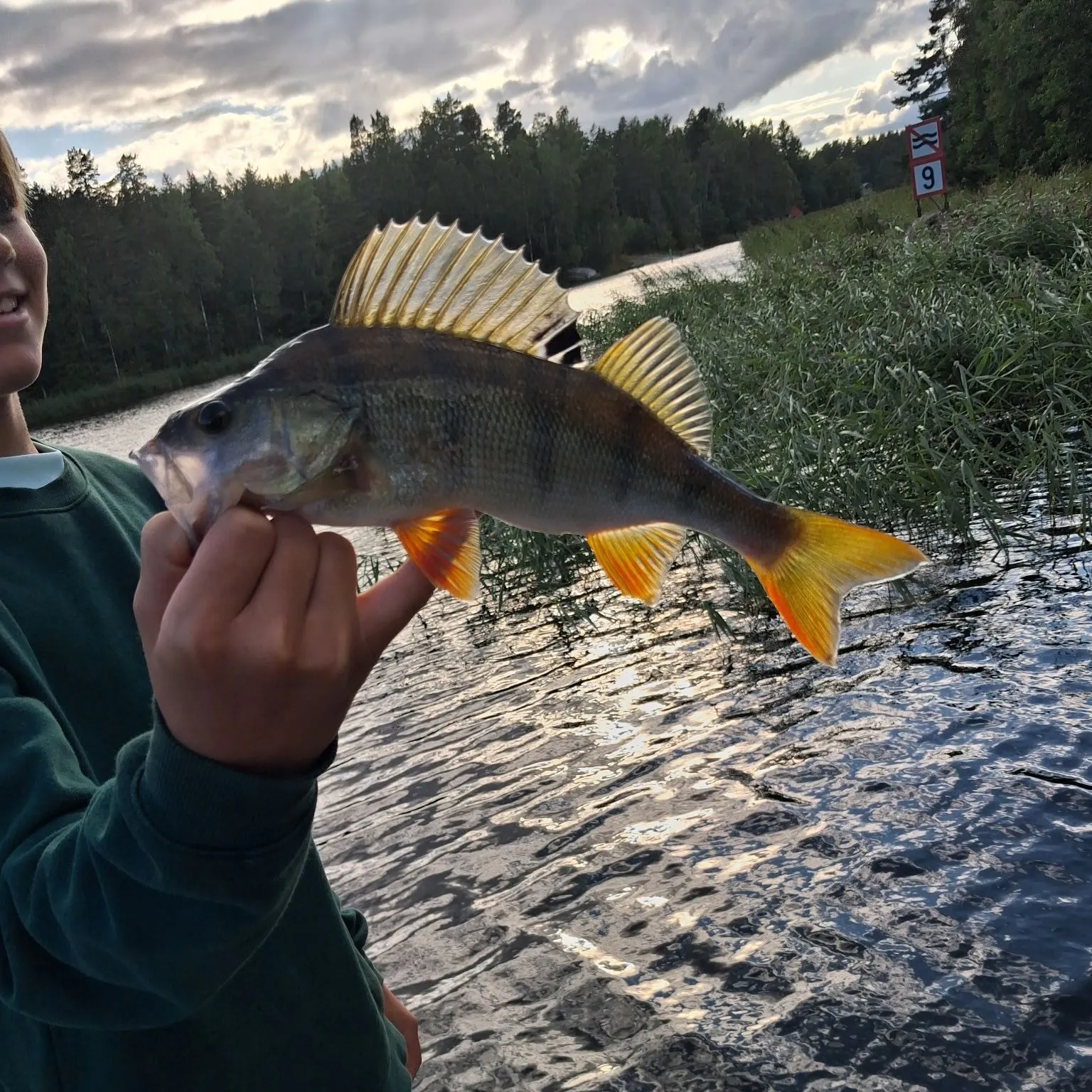 European perch caught on Fishbrain