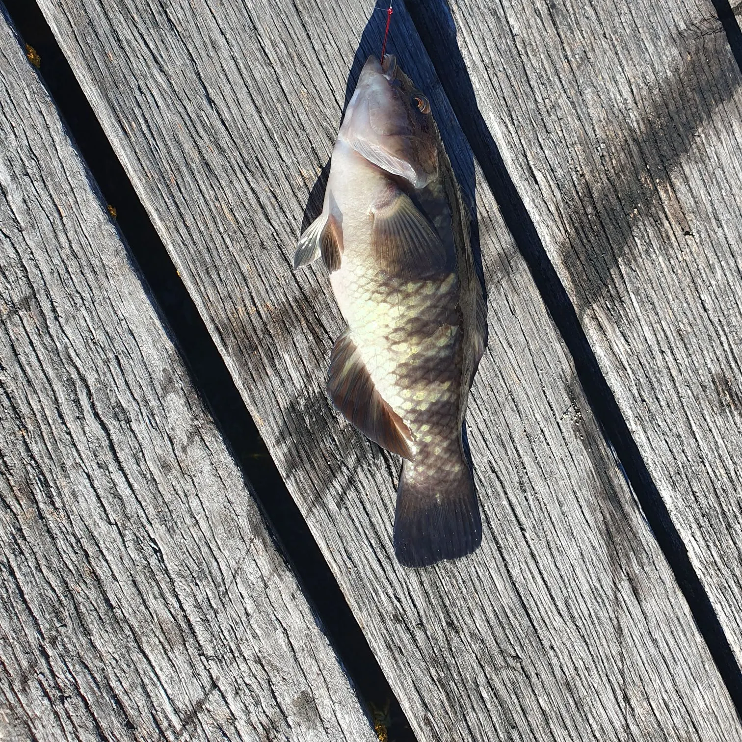 The most recent Blue-throated wrasse catches on Fishbrain