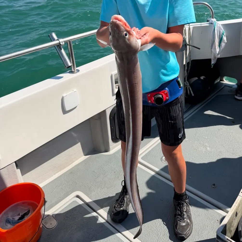 The most recent European conger catches on Fishbrain
