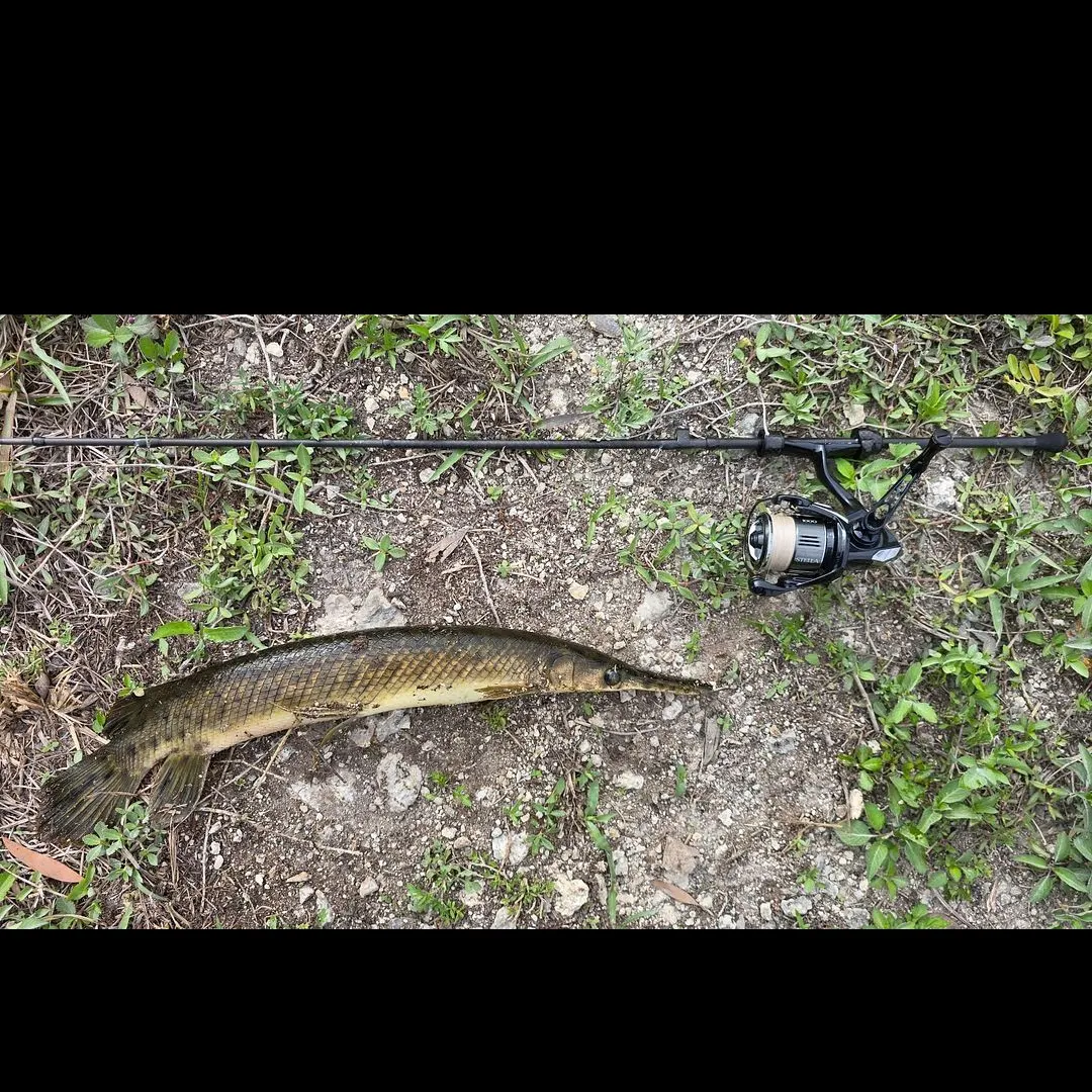 The most recent Florida gar catches on Fishbrain