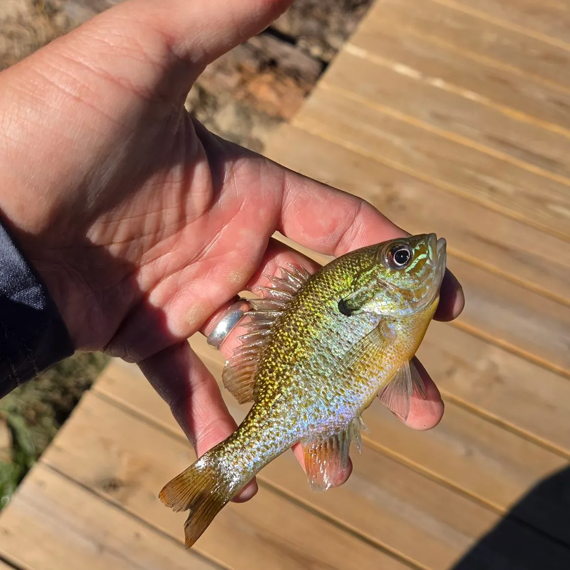Redbreast sunfish caught on Fishbrain
