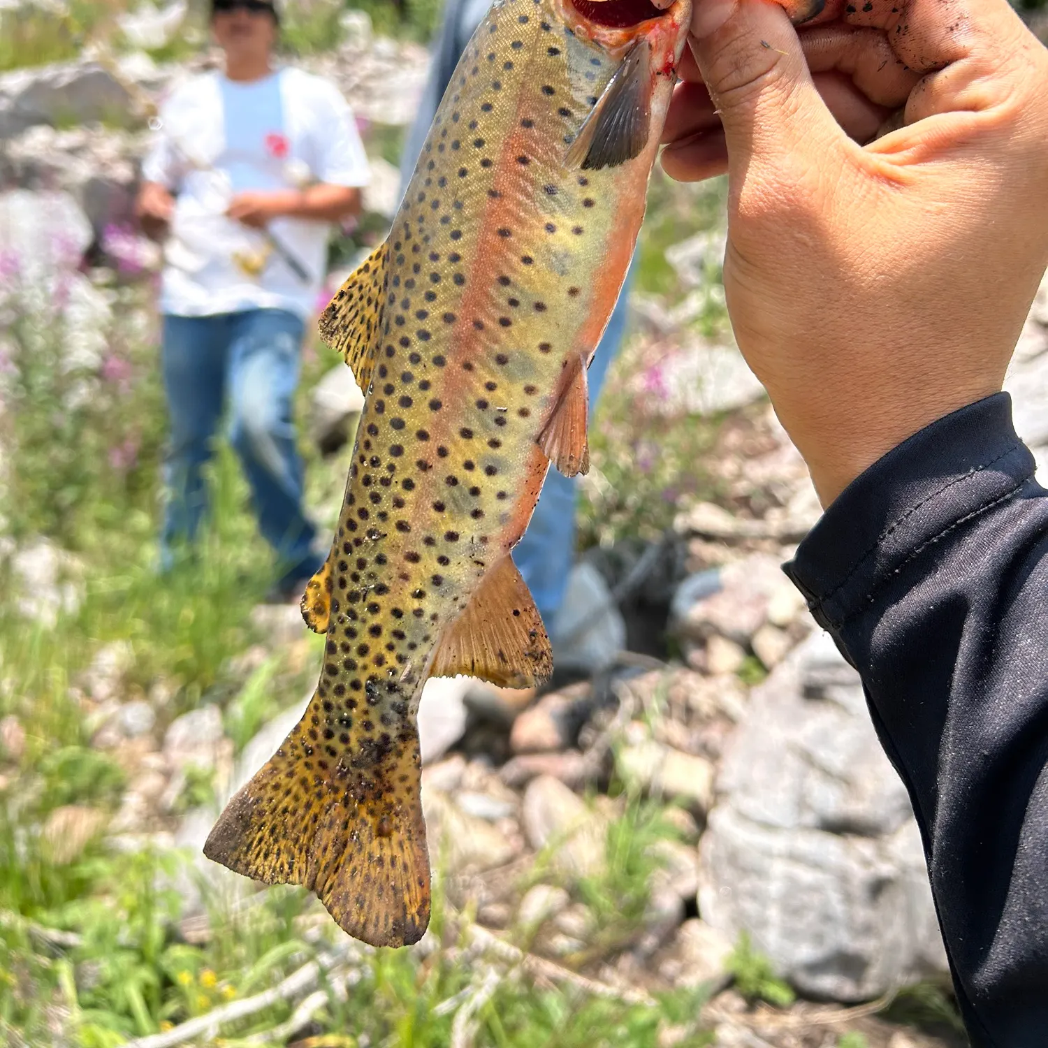 The most recent Rio Grande cutthroat trout catches on Fishbrain