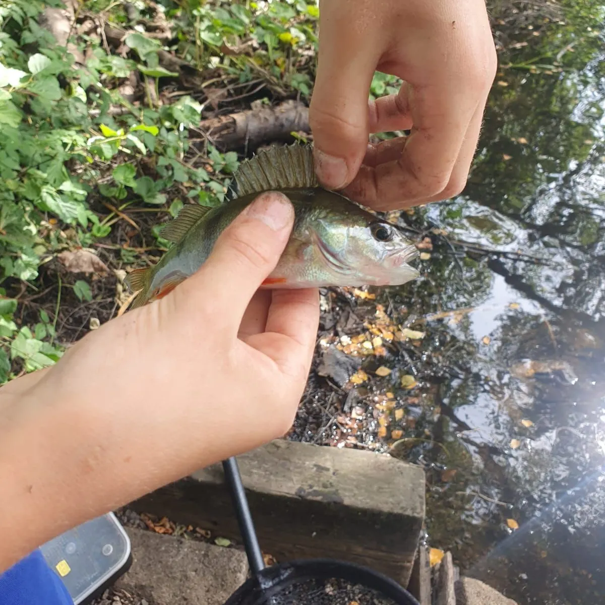 European perch caught on Fishbrain