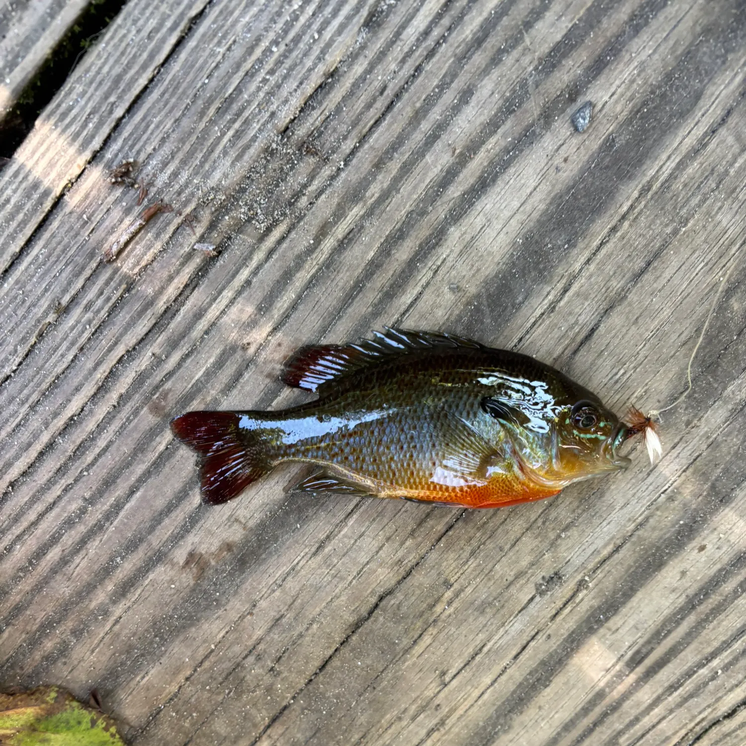 Redbreast sunfish caught on Fishbrain