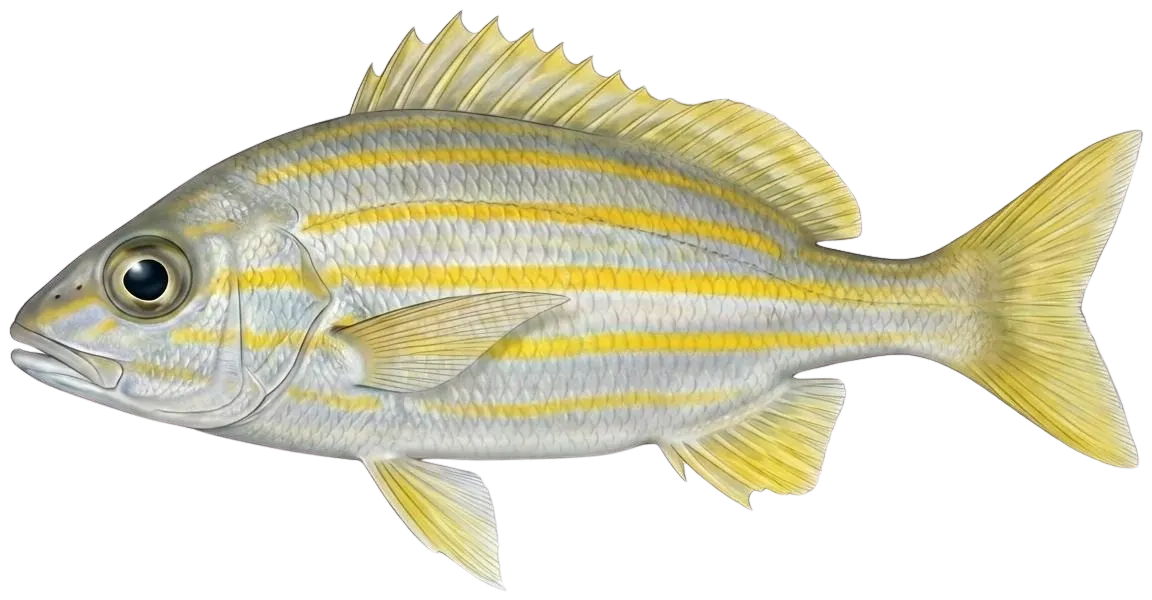 Smallmouth grunt