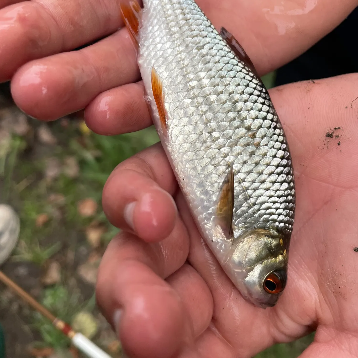 Common roach caught on Fishbrain