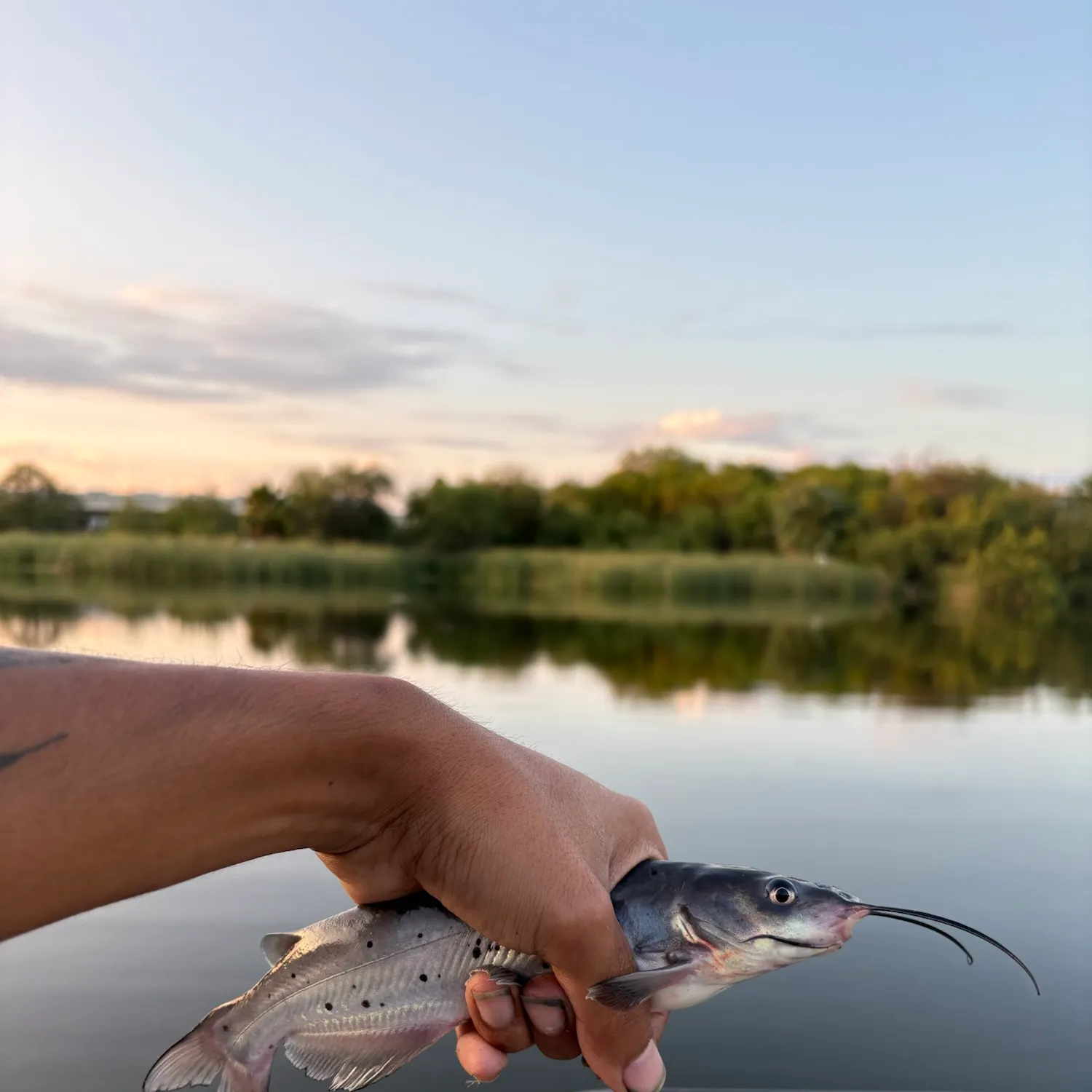Channel catfish caught on Fishbrain