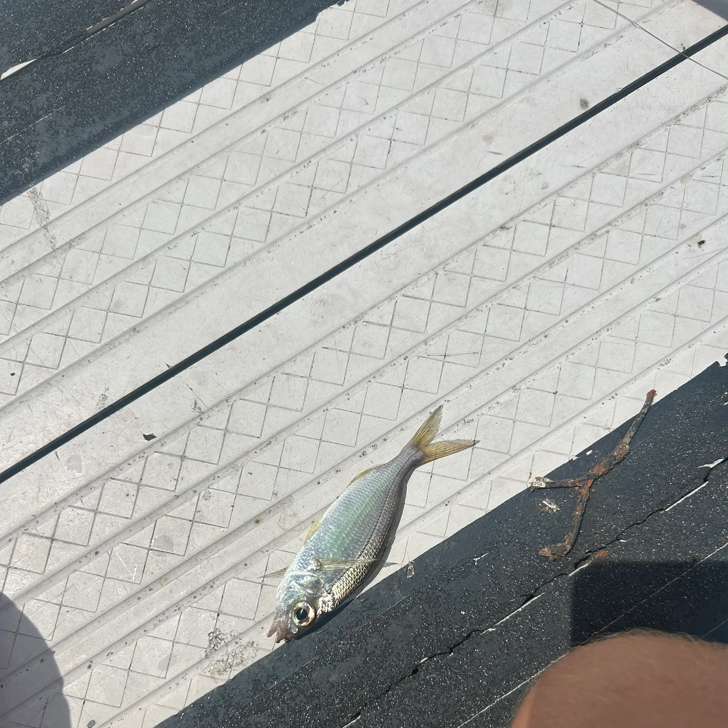 The most recent Tidewater mojarra catches on Fishbrain