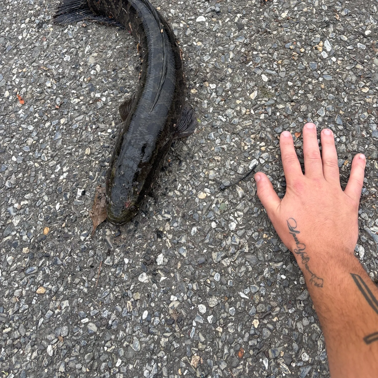 The most recent Northern snakehead catches on Fishbrain
