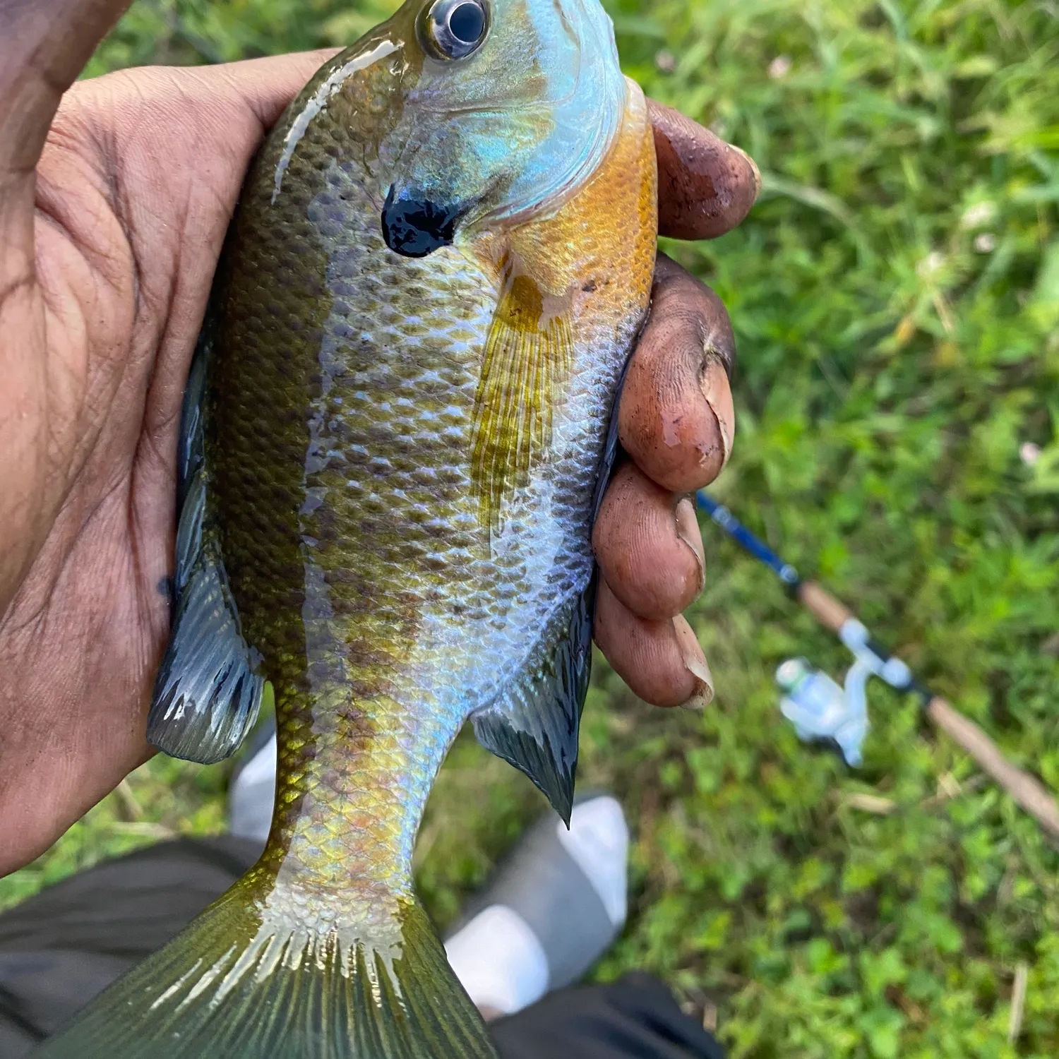Bluegill caught on Fishbrain
