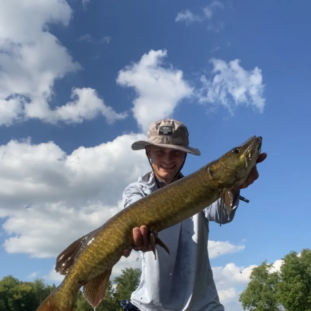 The most recent Muskellunge catches on Fishbrain