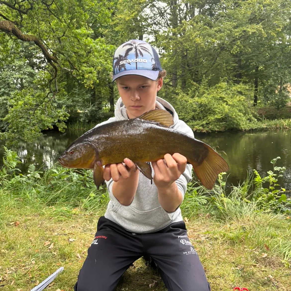 The most recent Tench catches on Fishbrain