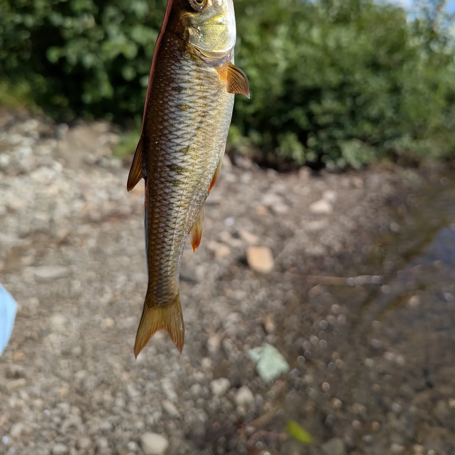 The most recent Common shiner catches on Fishbrain