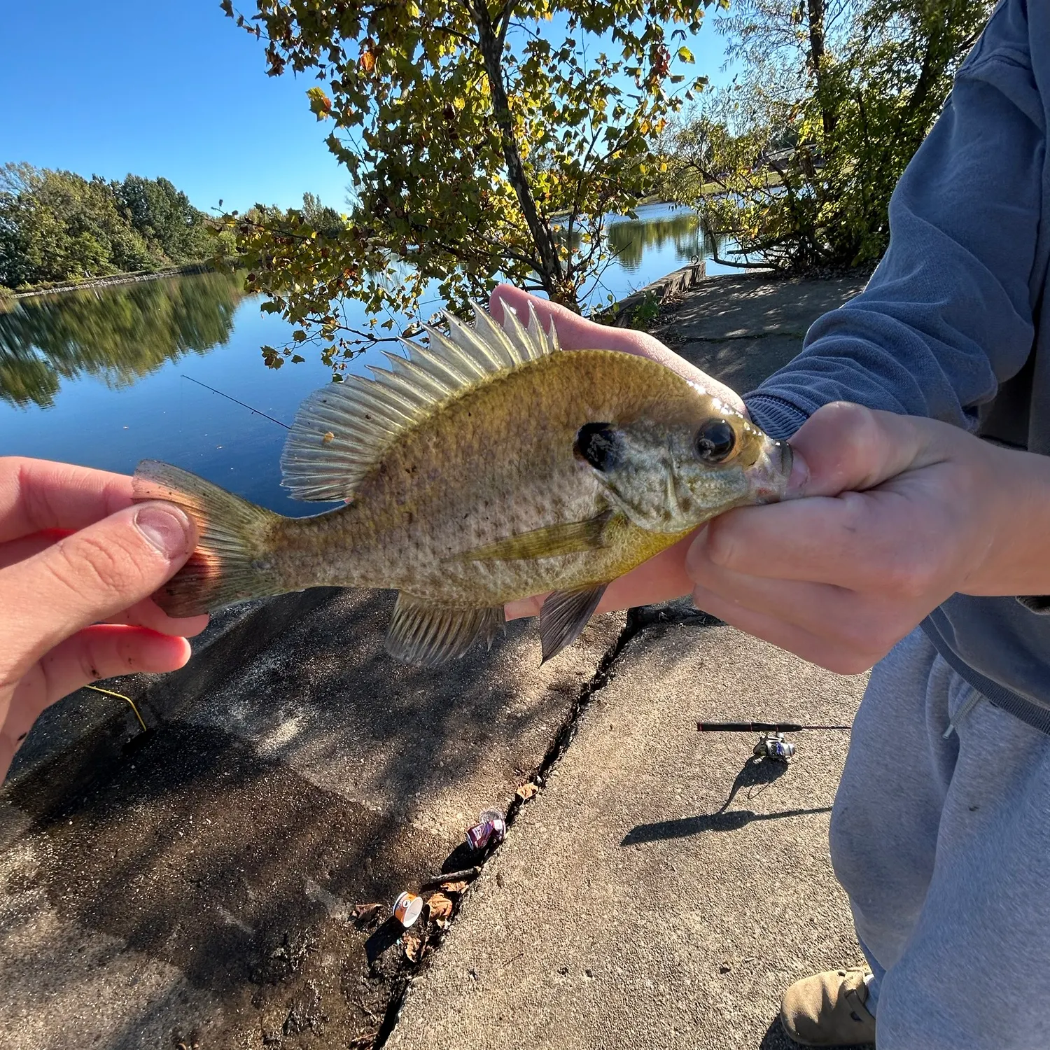 Redear sunfish caught on Fishbrain