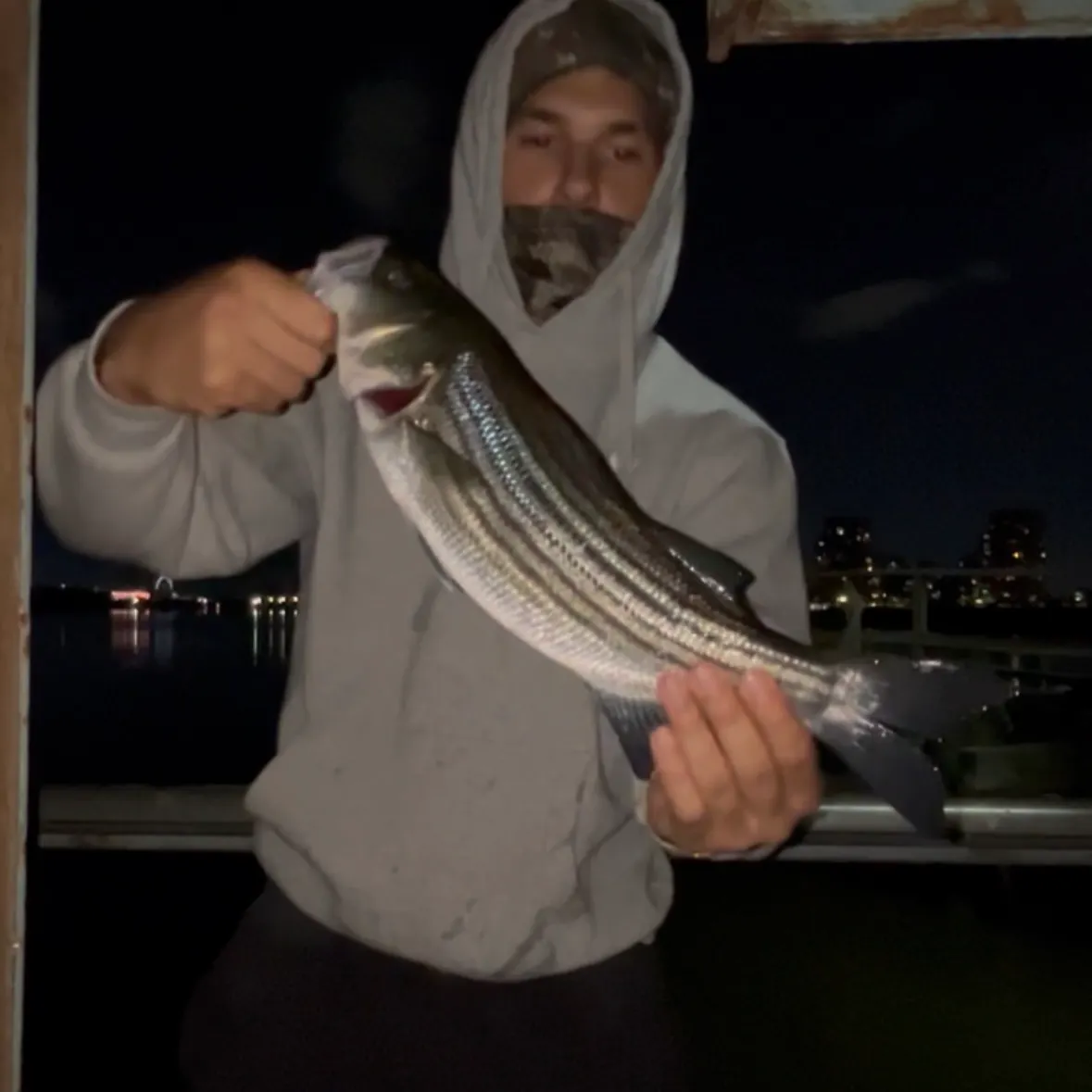 Striped bass caught on Fishbrain