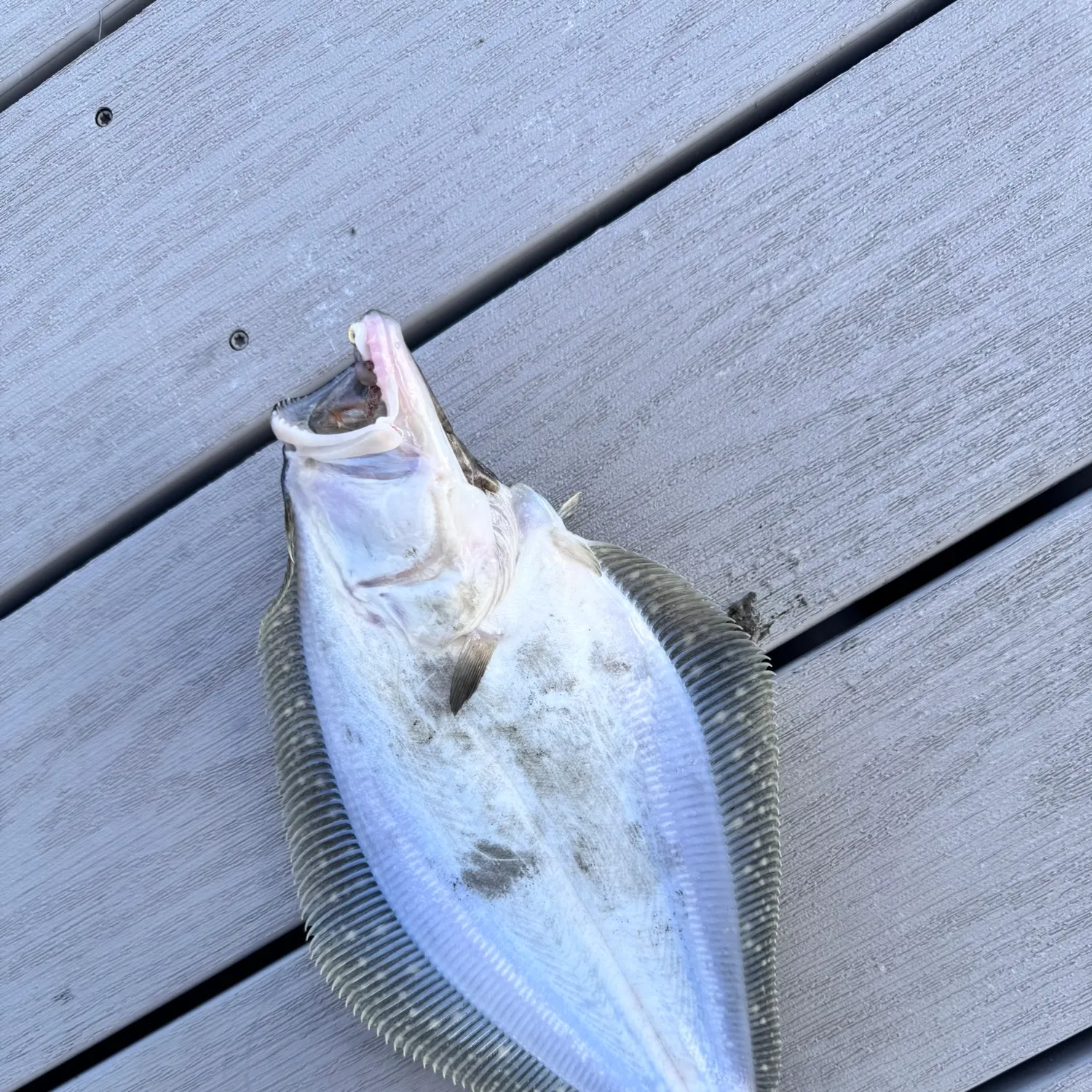 Summer flounder caught on Fishbrain