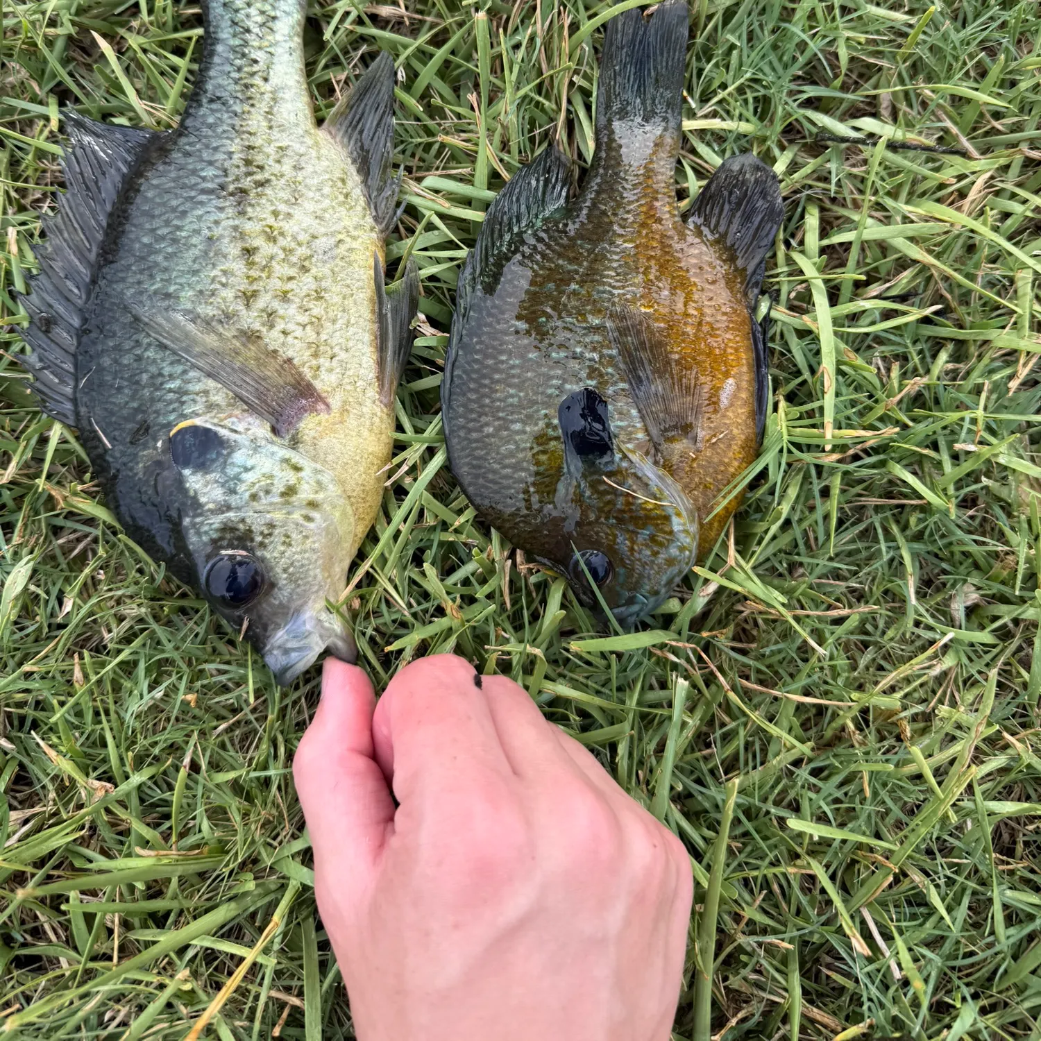 The most recent Redear x bluegill catches on Fishbrain