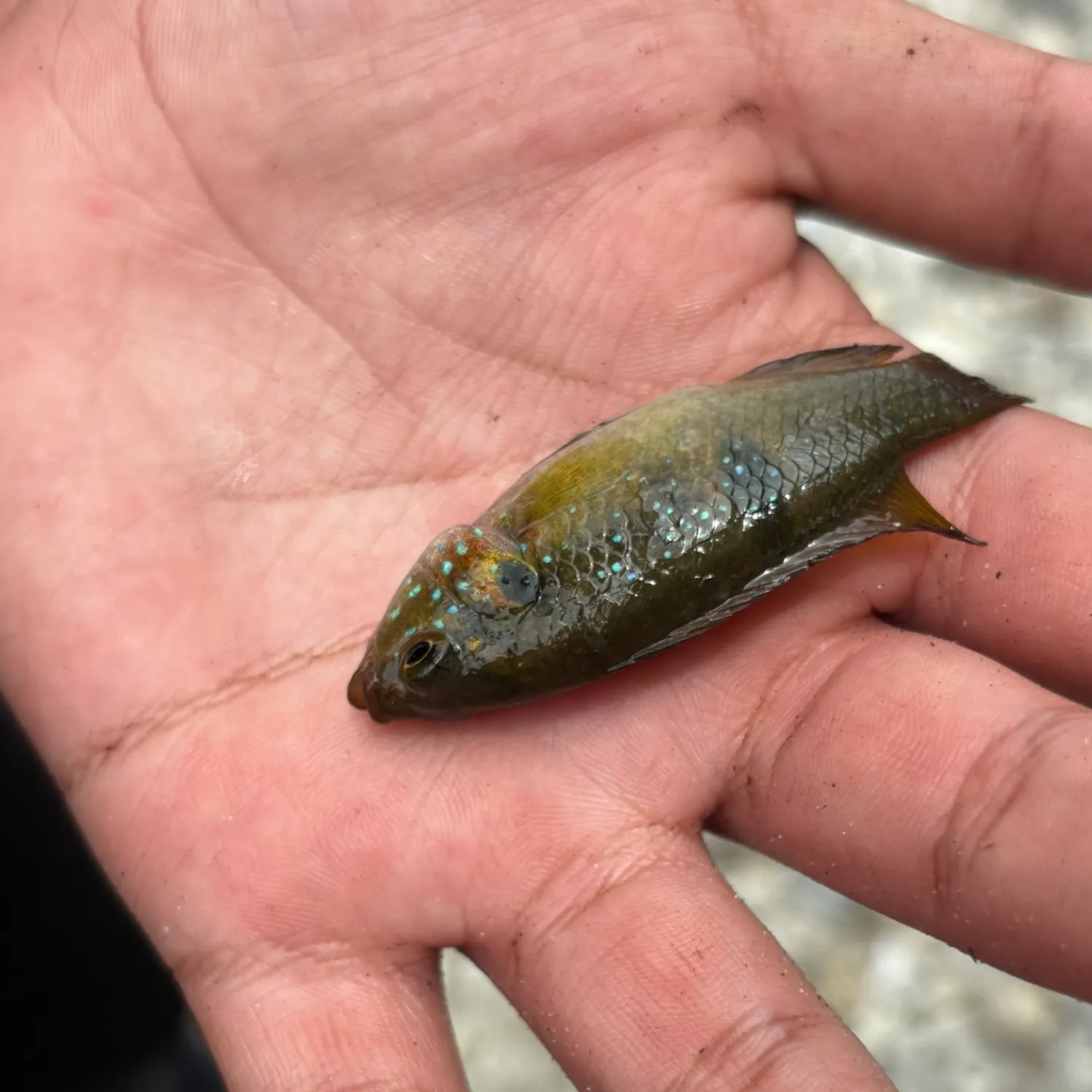 The most recent Spotted tilapia catches on Fishbrain