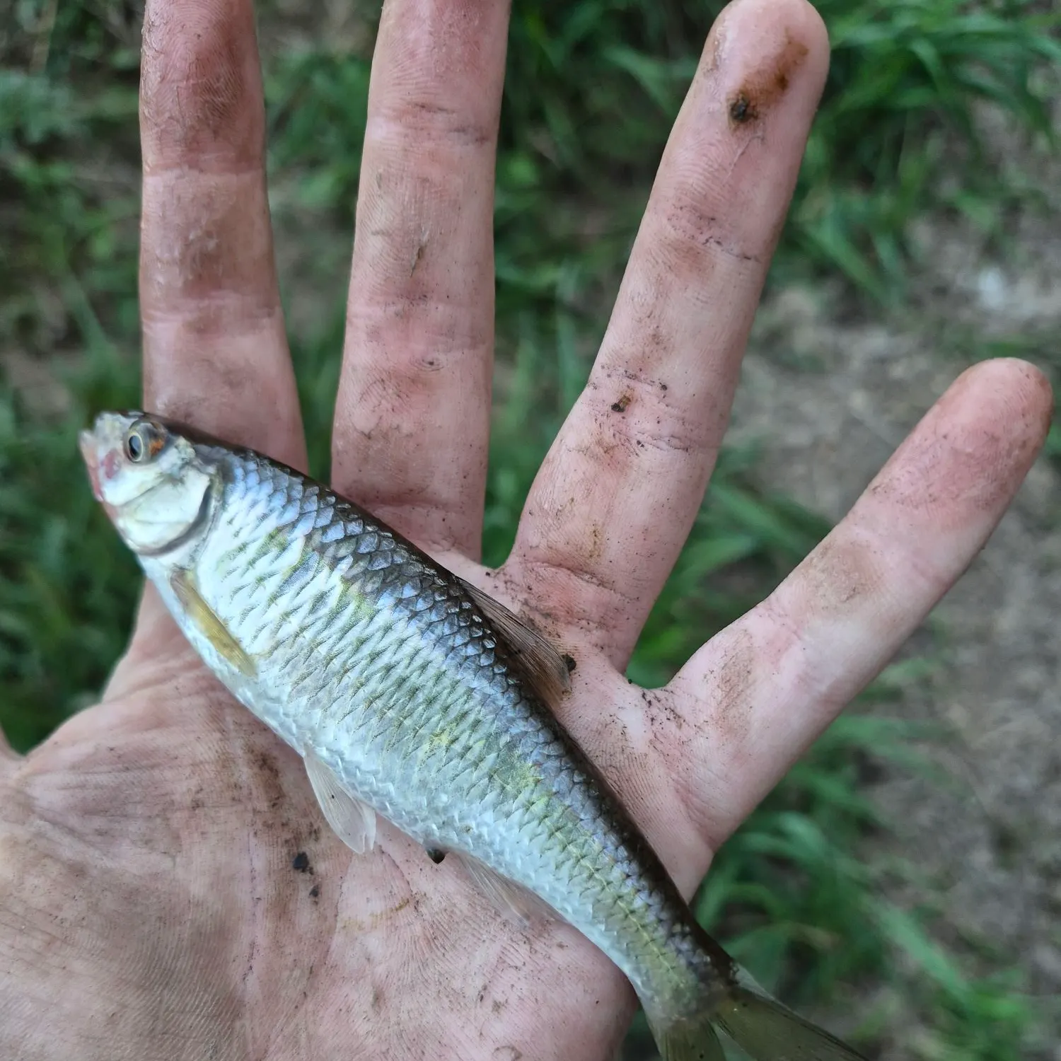 The most recent Eastern creek chubsucker catches on Fishbrain