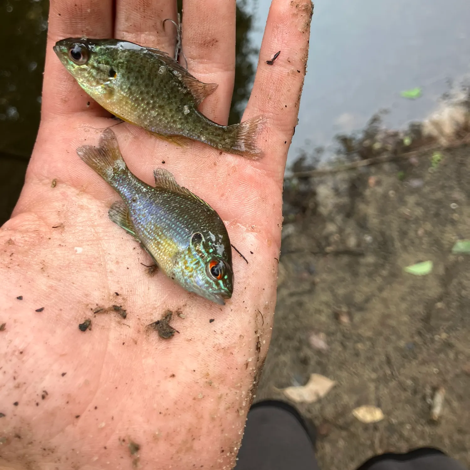The most recent Dollar sunfish catches on Fishbrain