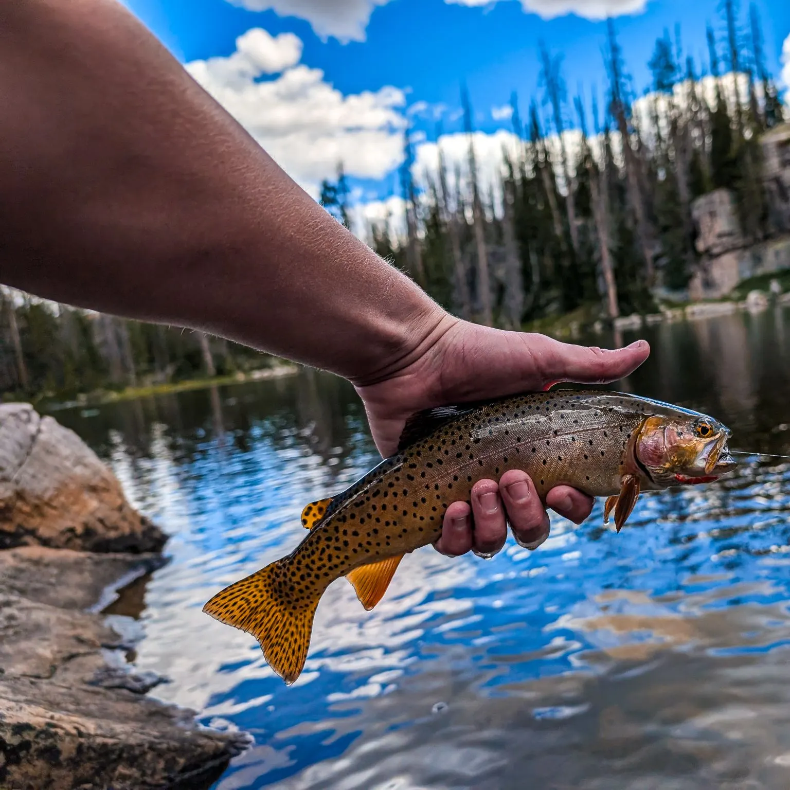 The most recent Bear River cutthroat trout catches on Fishbrain
